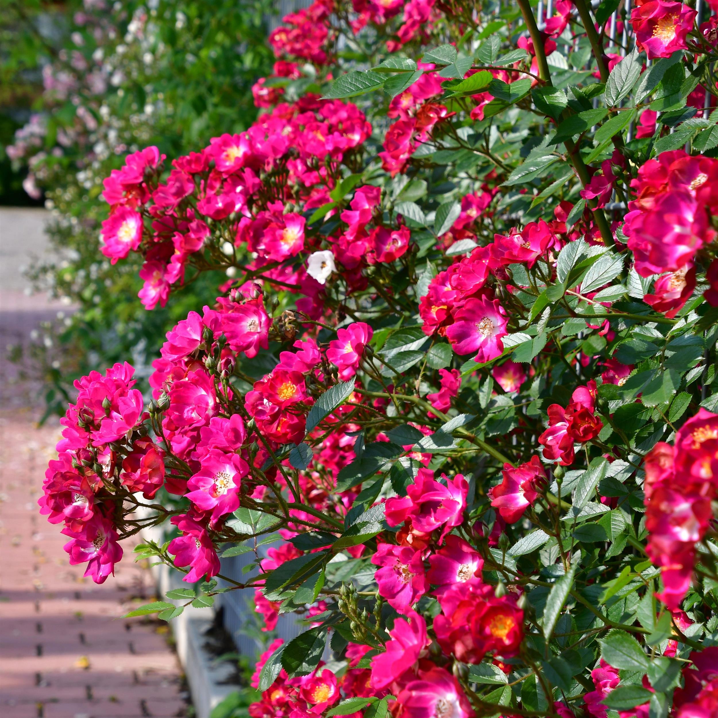 The Bishop´s Rambler