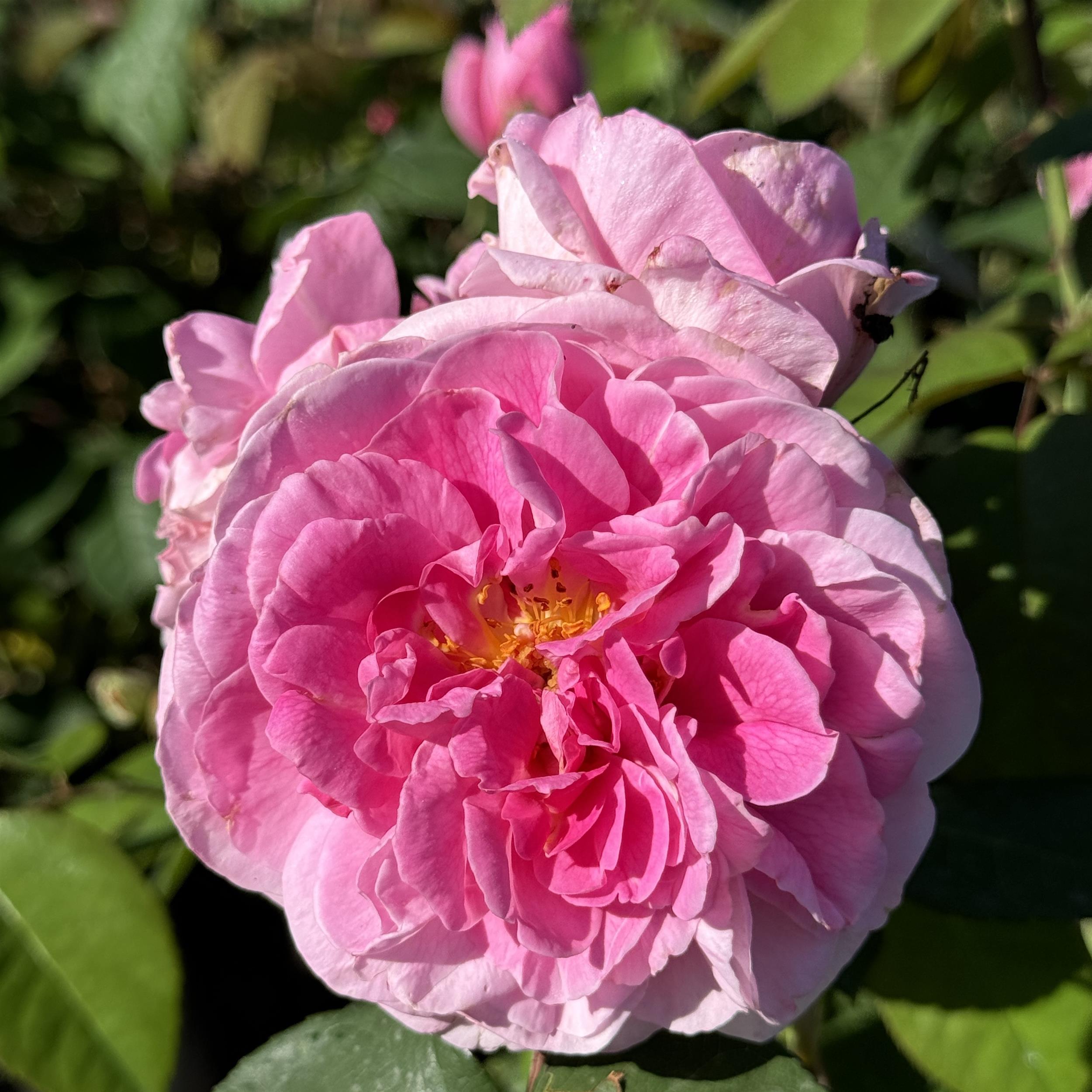 Gertrude Jekyll - Stammrose 90 cm