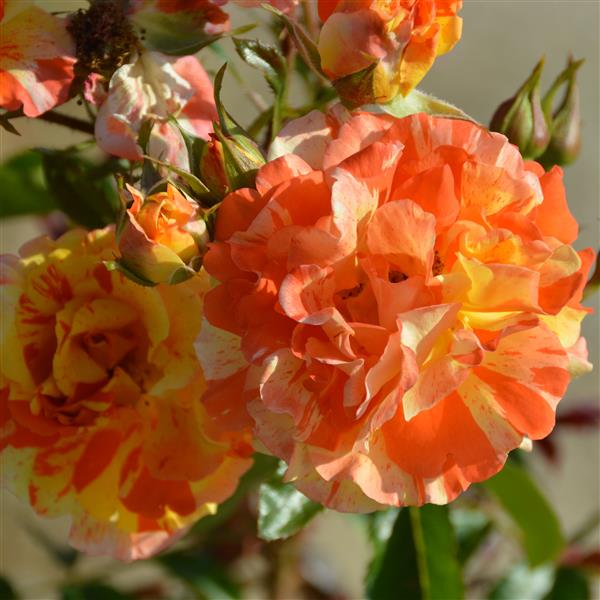 Oranges and Lemons / Papagena
