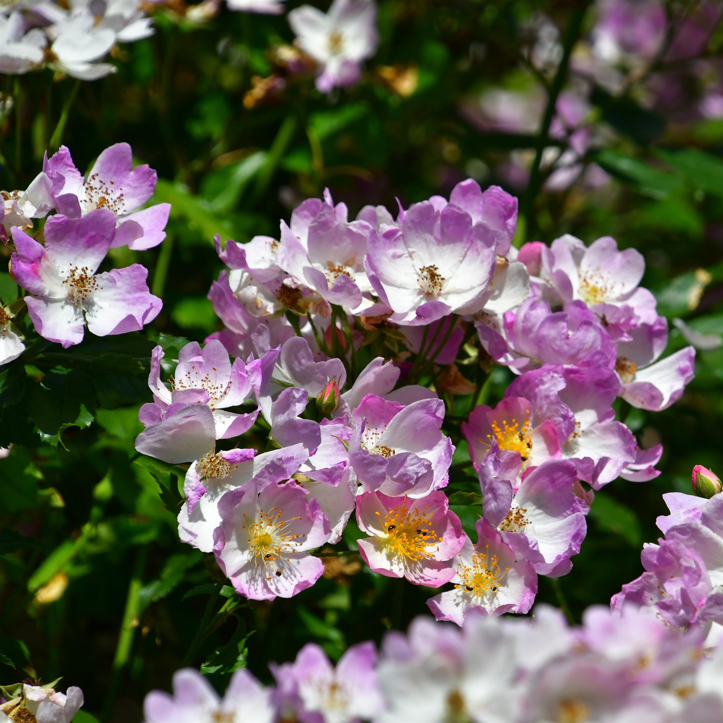 Mrs Billy Crick - Stammrose 110 cm