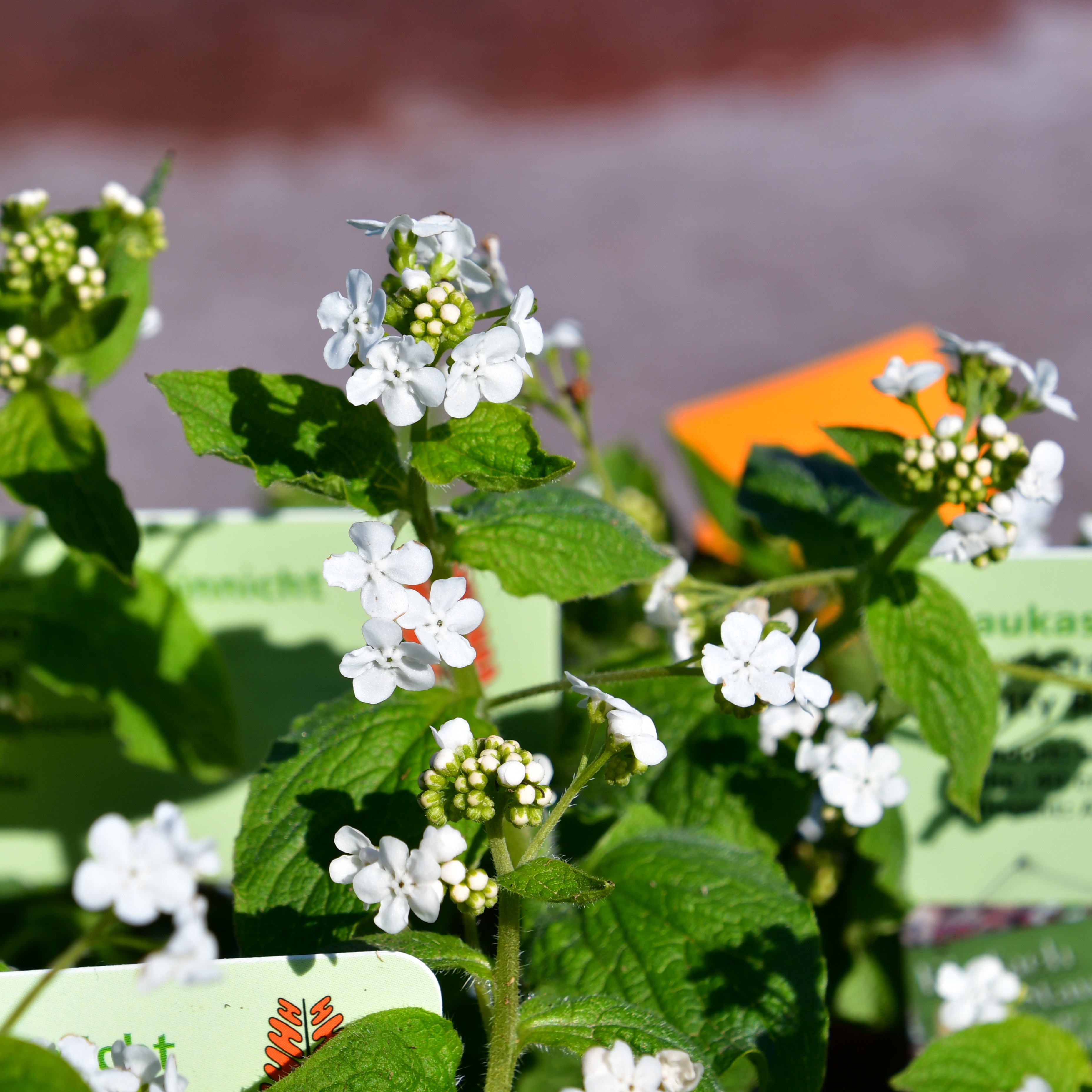 Brunnera macrophylla 'Betty Bowring'