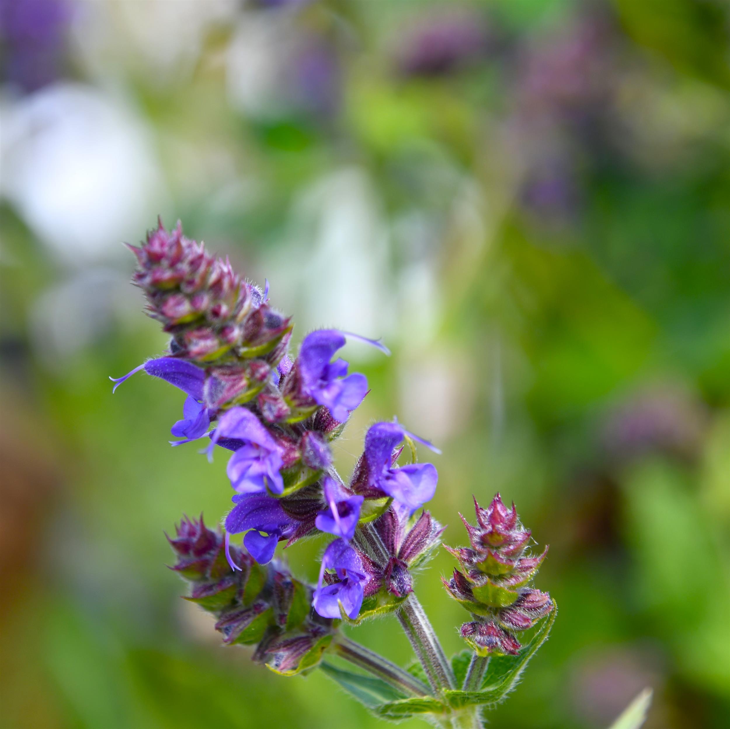 Salvia nemorosa ´Mainacht` 1L