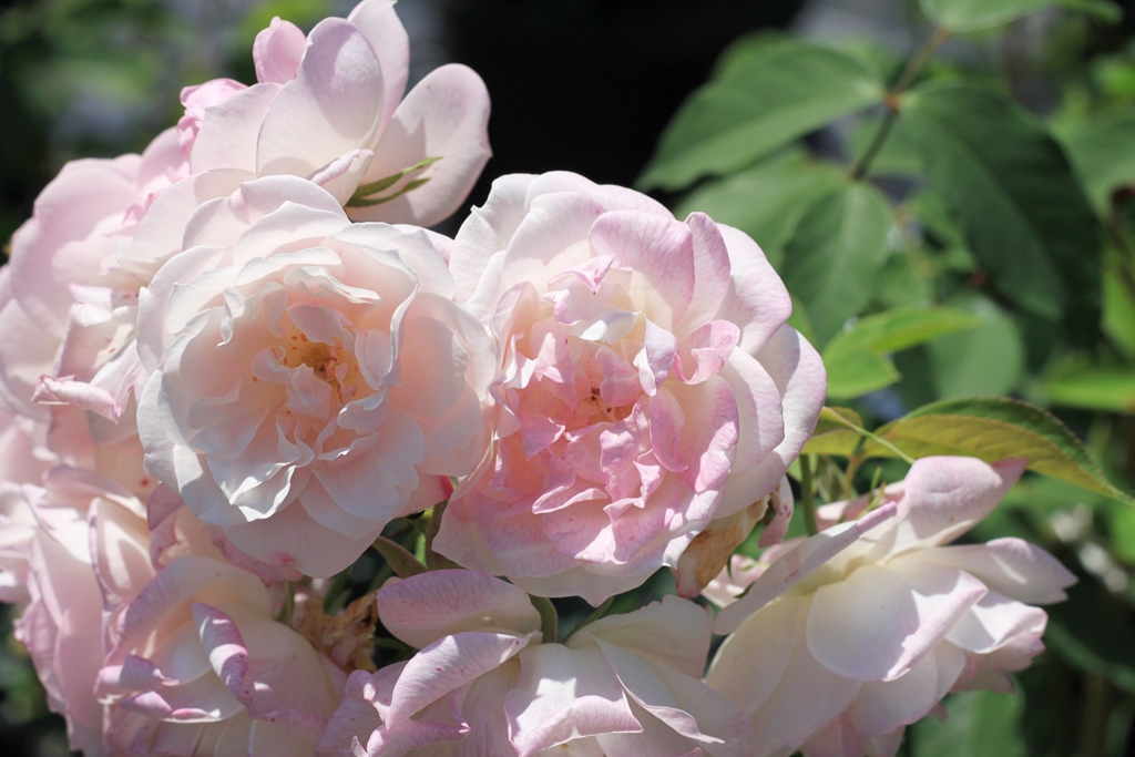 Scarman´s Himalayan Musk