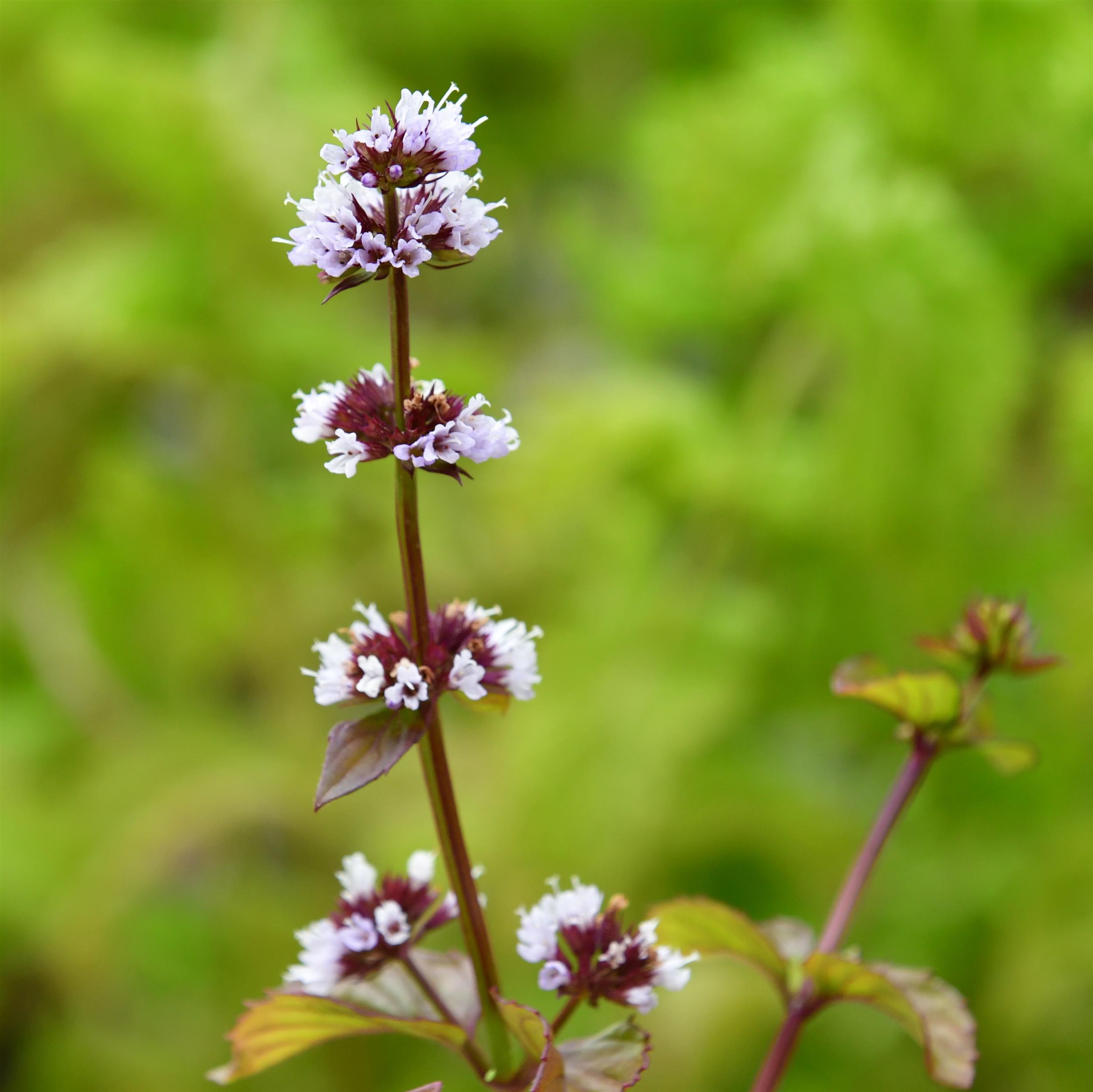 Mentha x piperita var. citrata 'Orange' 1L