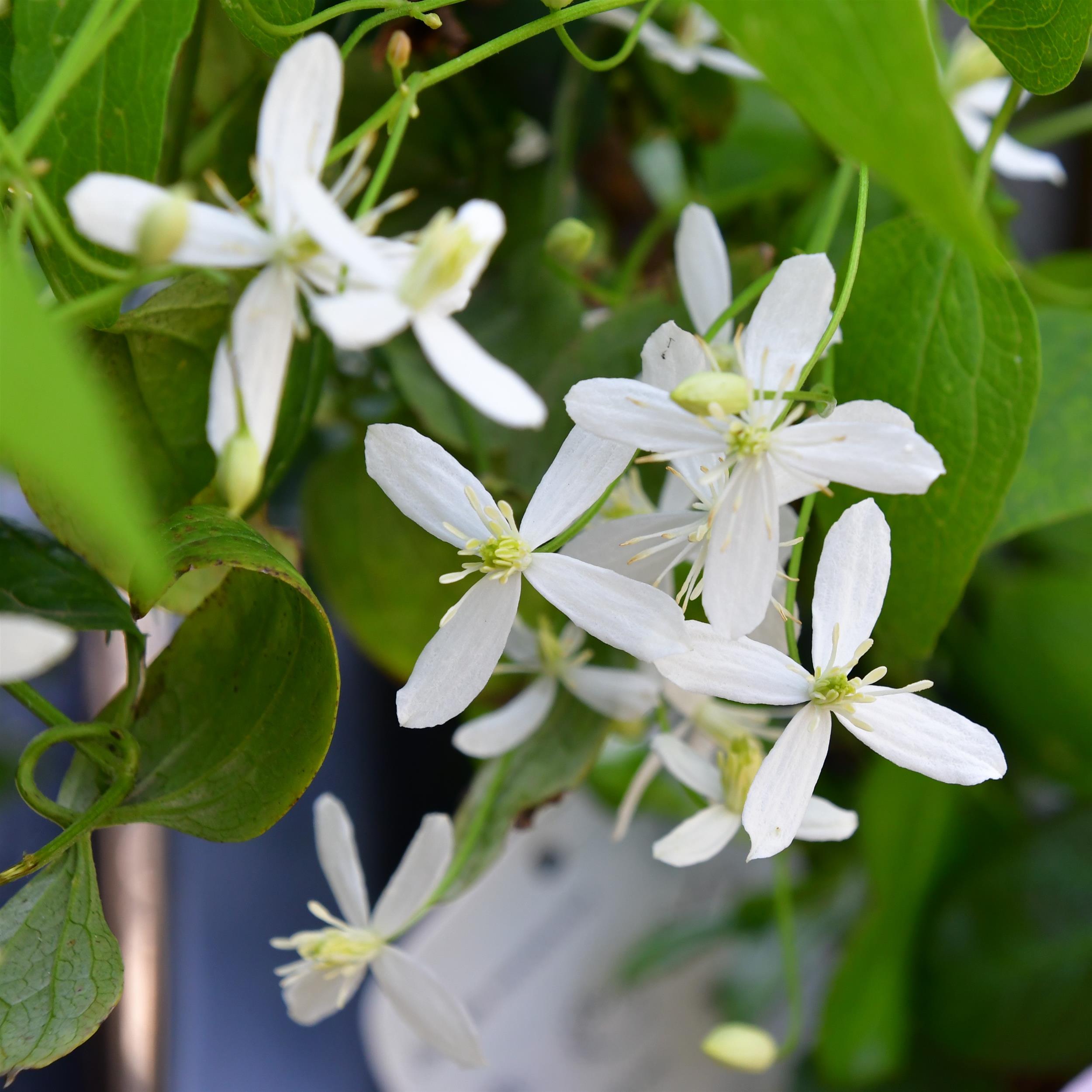 Clematis mandshurica nana
