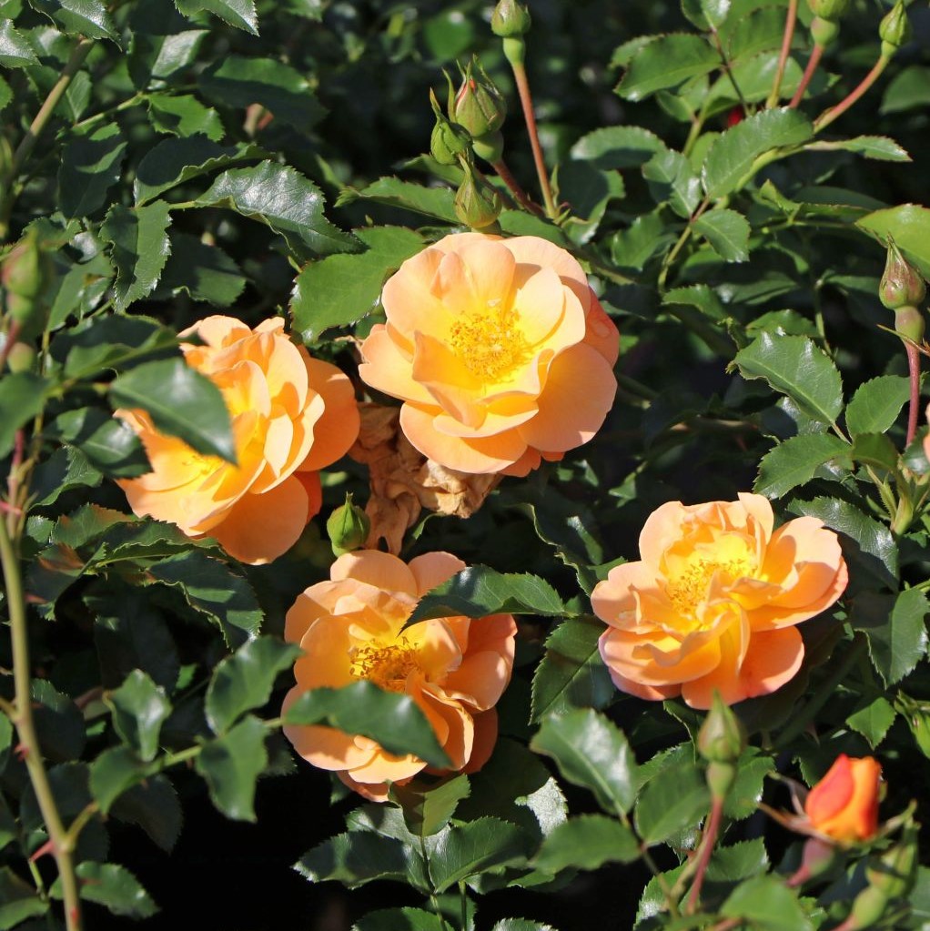 Flower Carpet Sedana - Stammrose 60 cm