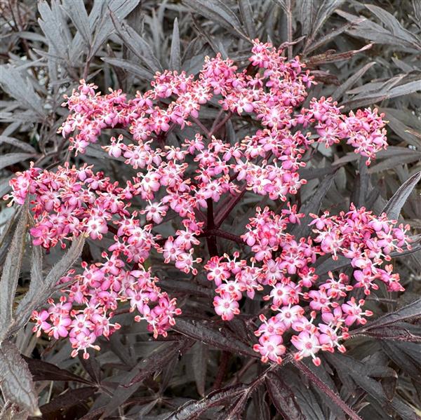 Sambucus nigra 'Black Lace' C5