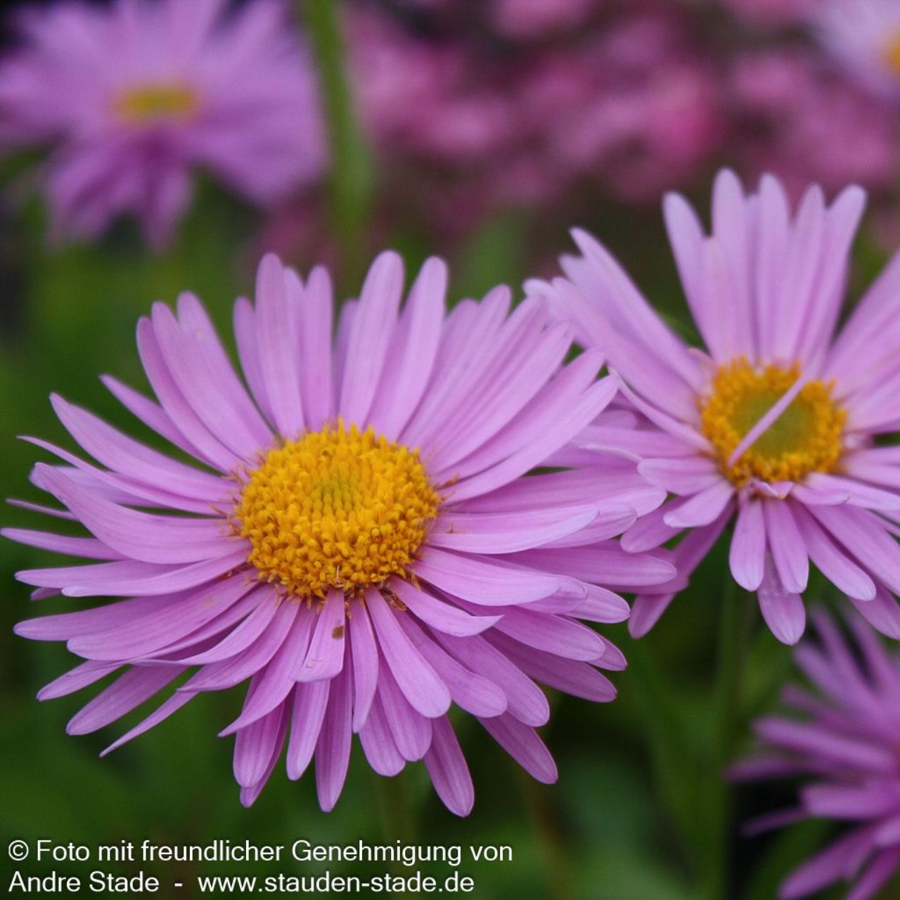 Aster alpinus `Happy End` 1L