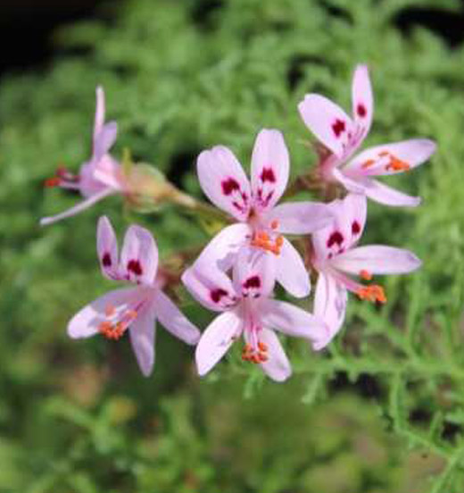 Pelargonium filicifolium - Duftgeranie Kiefernduft