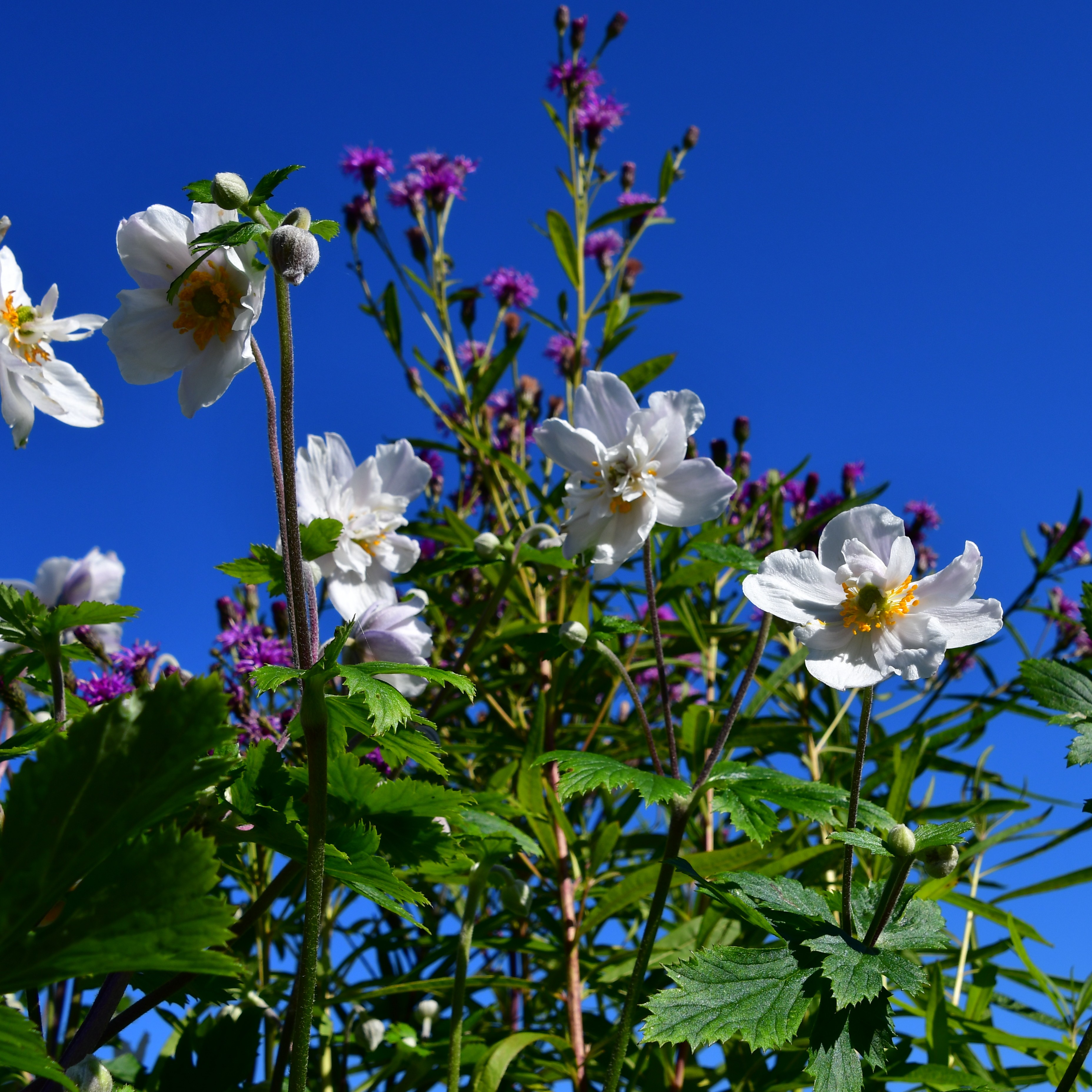 Anemone x hybrida 'Ruffled Swan'  2L