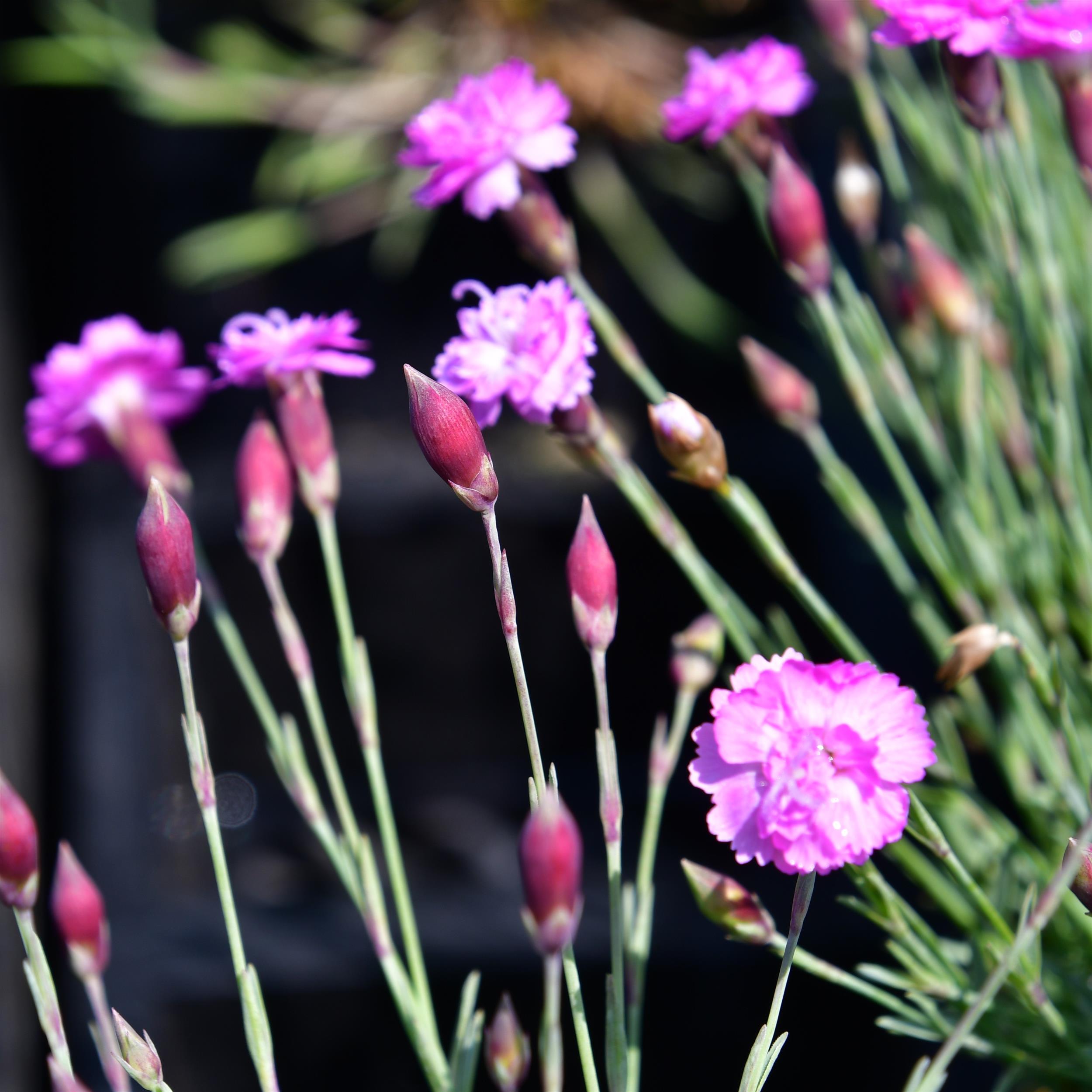 Dianthus Grat.-Hybr. ´Pink Jewel` 1L