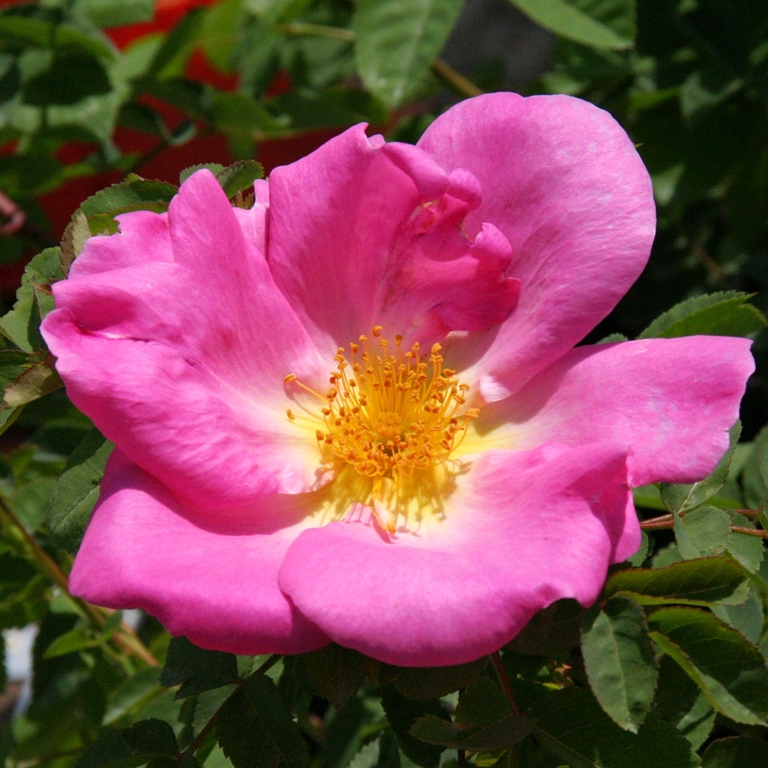 Marguerite Hilling