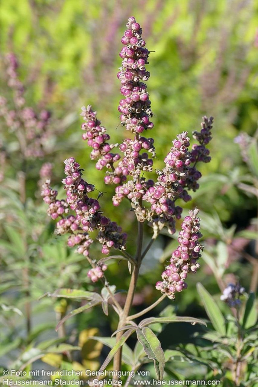 Vitex agnus-castus latifolia 3L