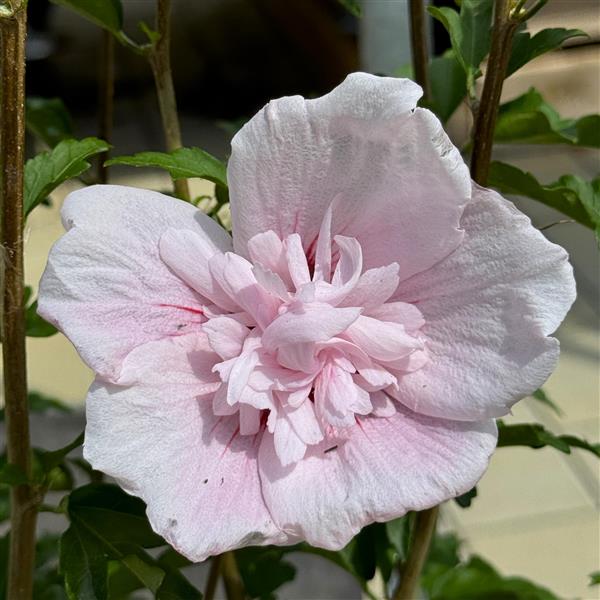 Hibiscus syriacus 'Pink Chiffon' C5