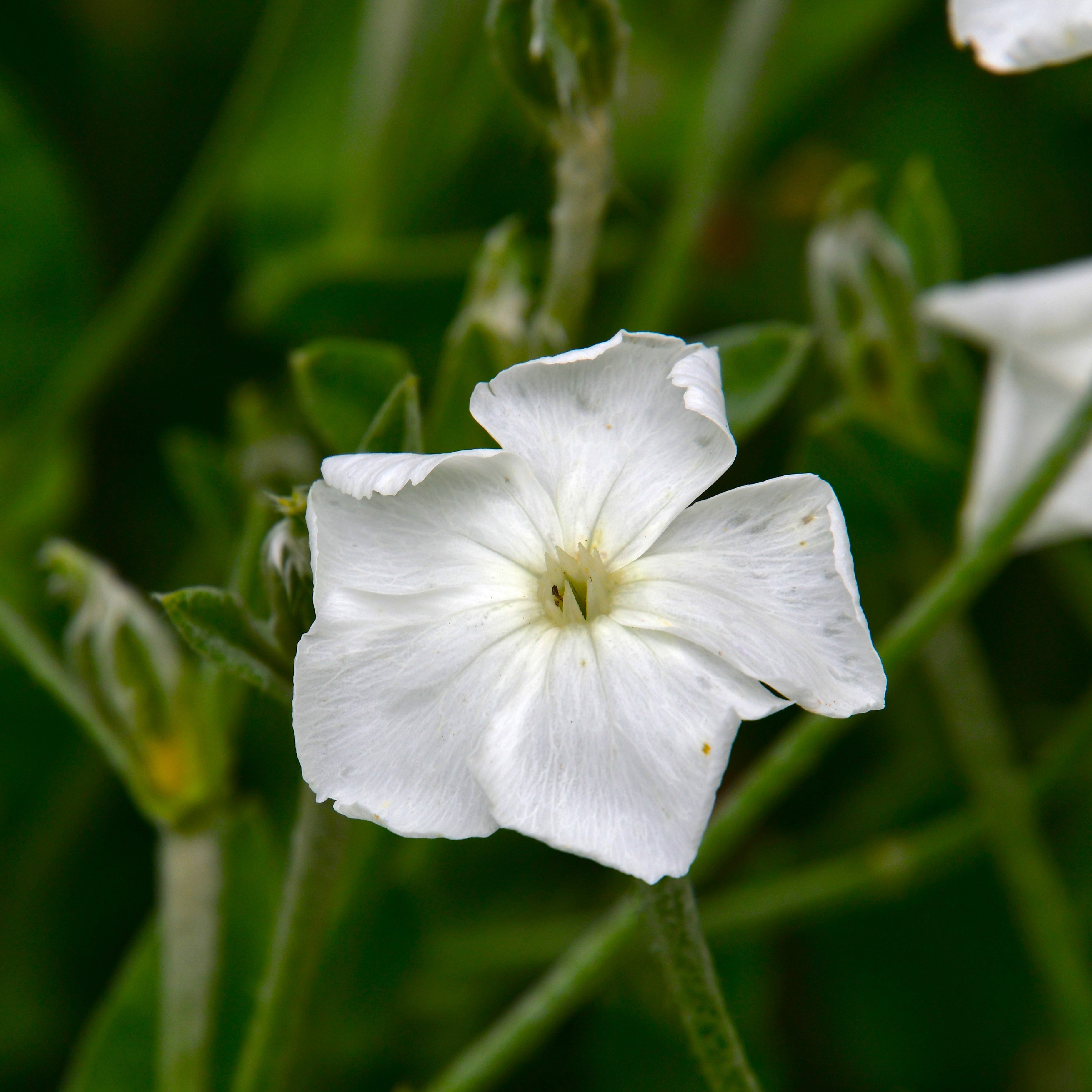 Lychnis coronaria 'Alba' 1L