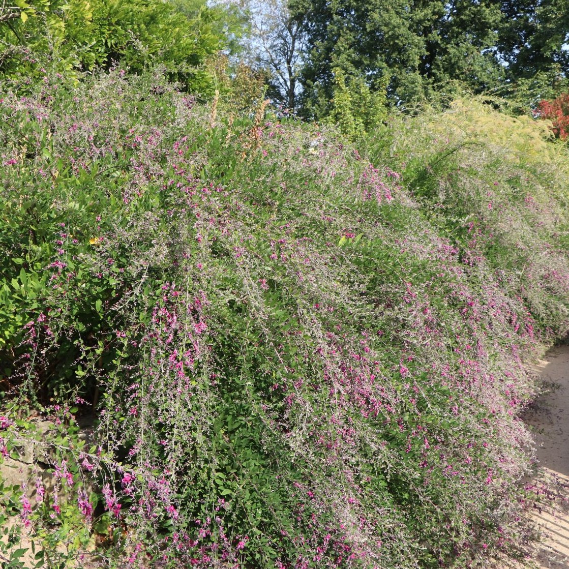 Lespedeza thunbergii