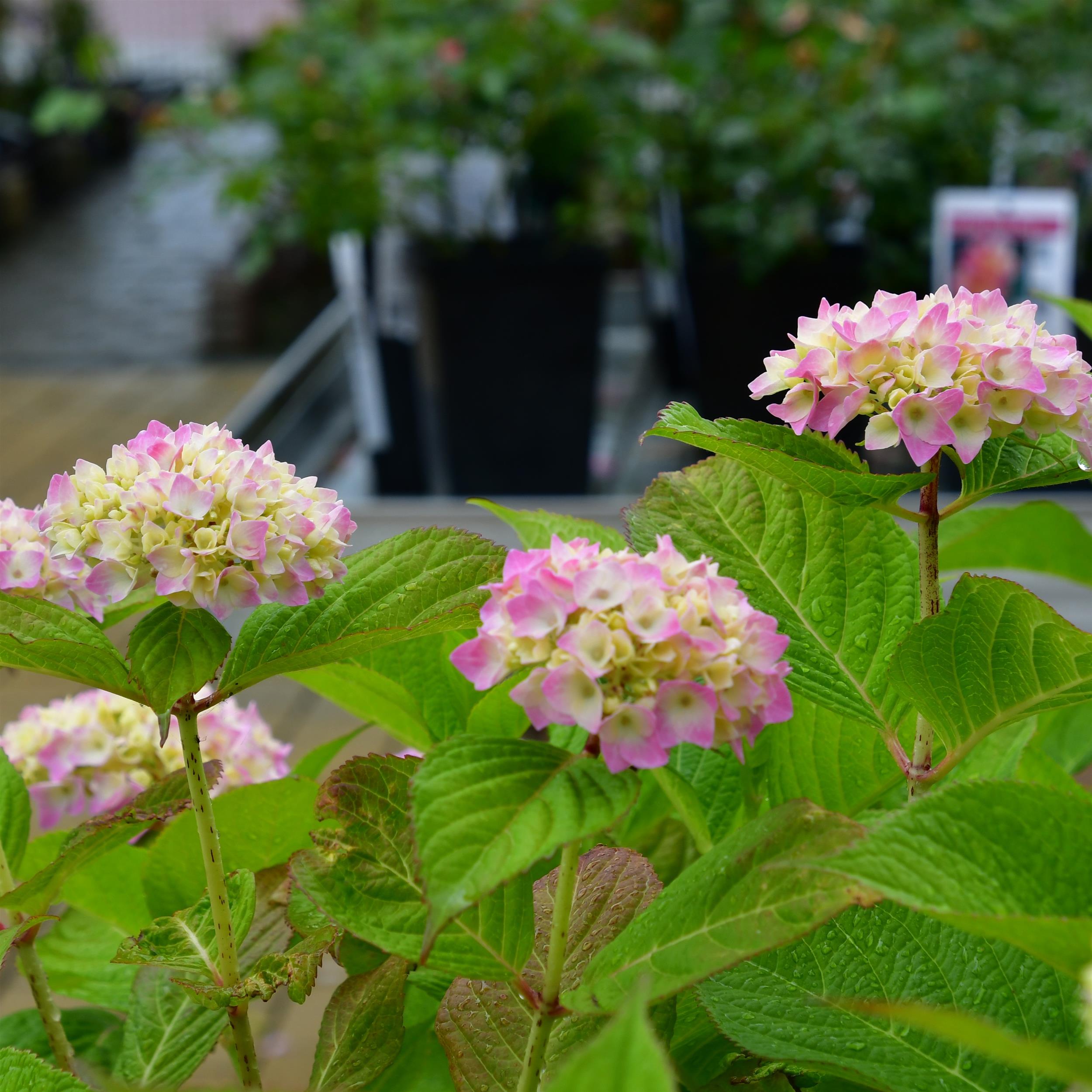 Hydrangea Endless Summer The Original
