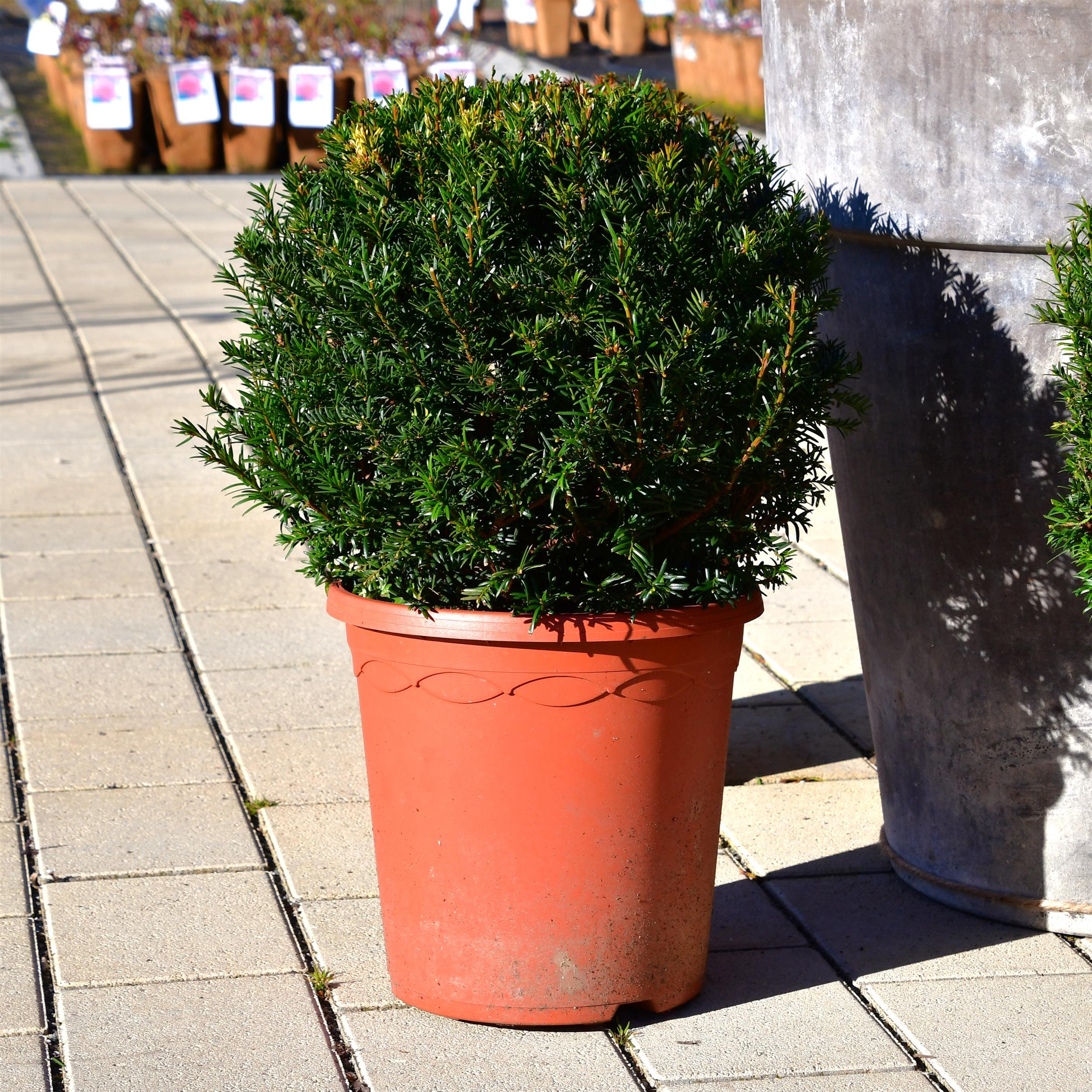 Taxus baccata Kugel 35-40cm