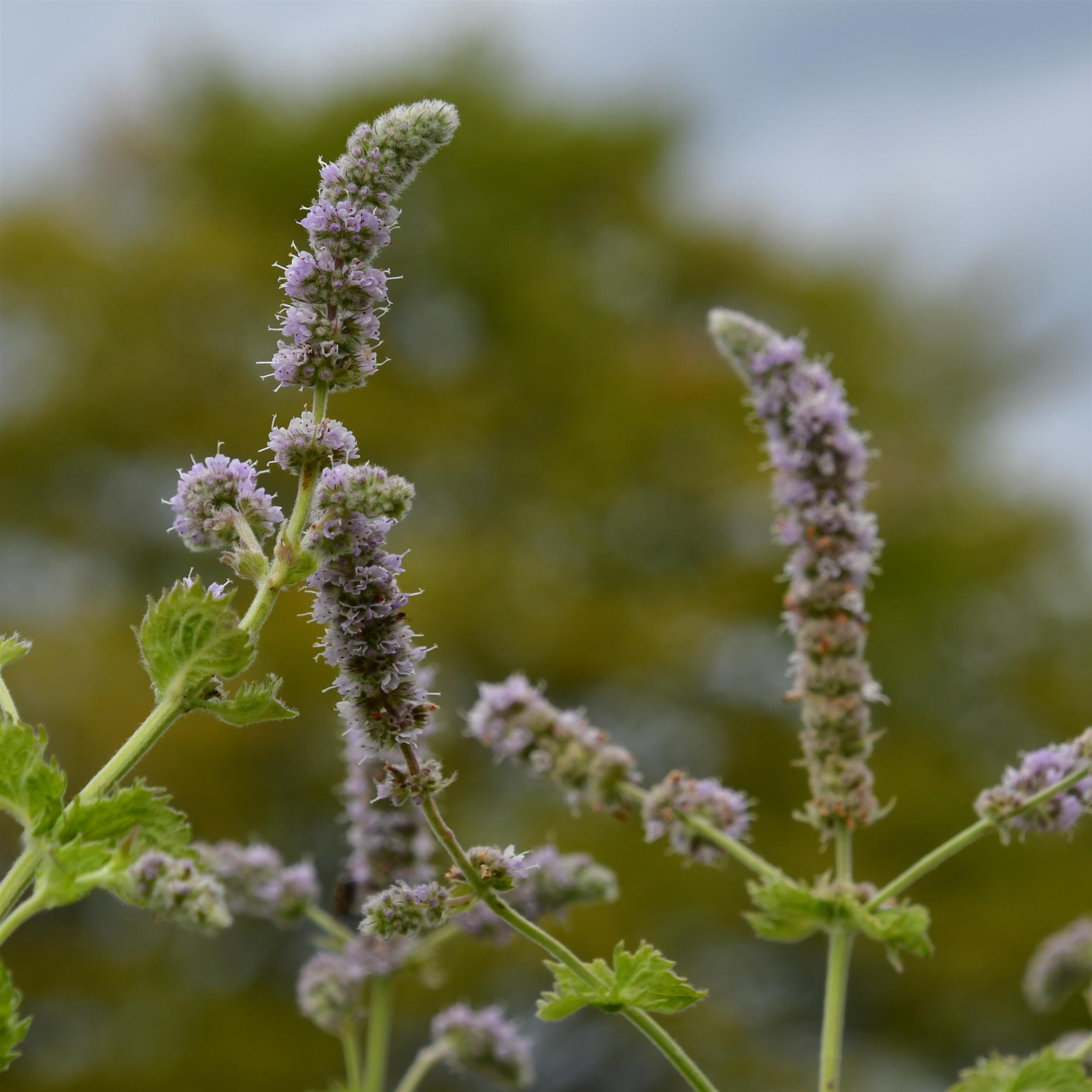 Mentha x cult.'Nemorosa'