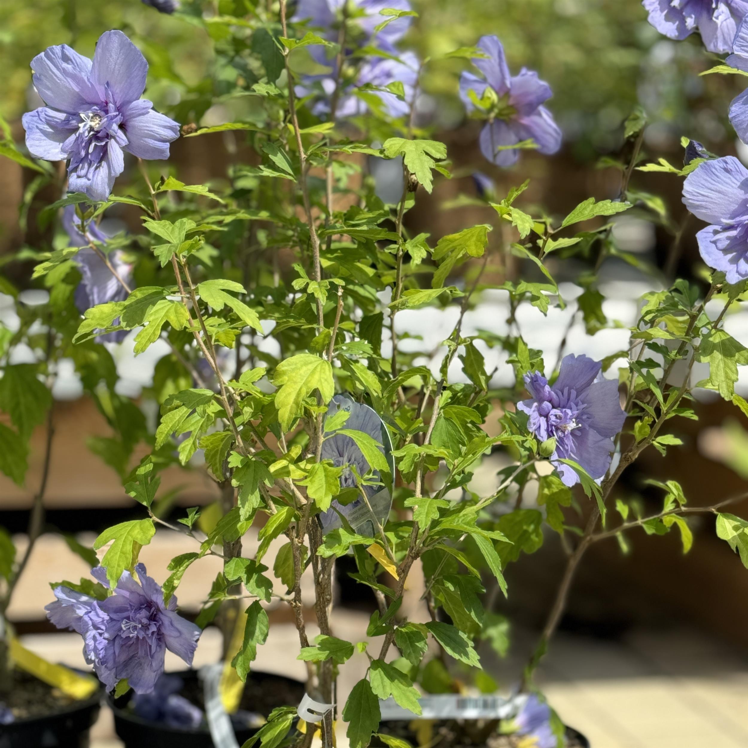 Hibiscus 'Blue Chiffon' C3