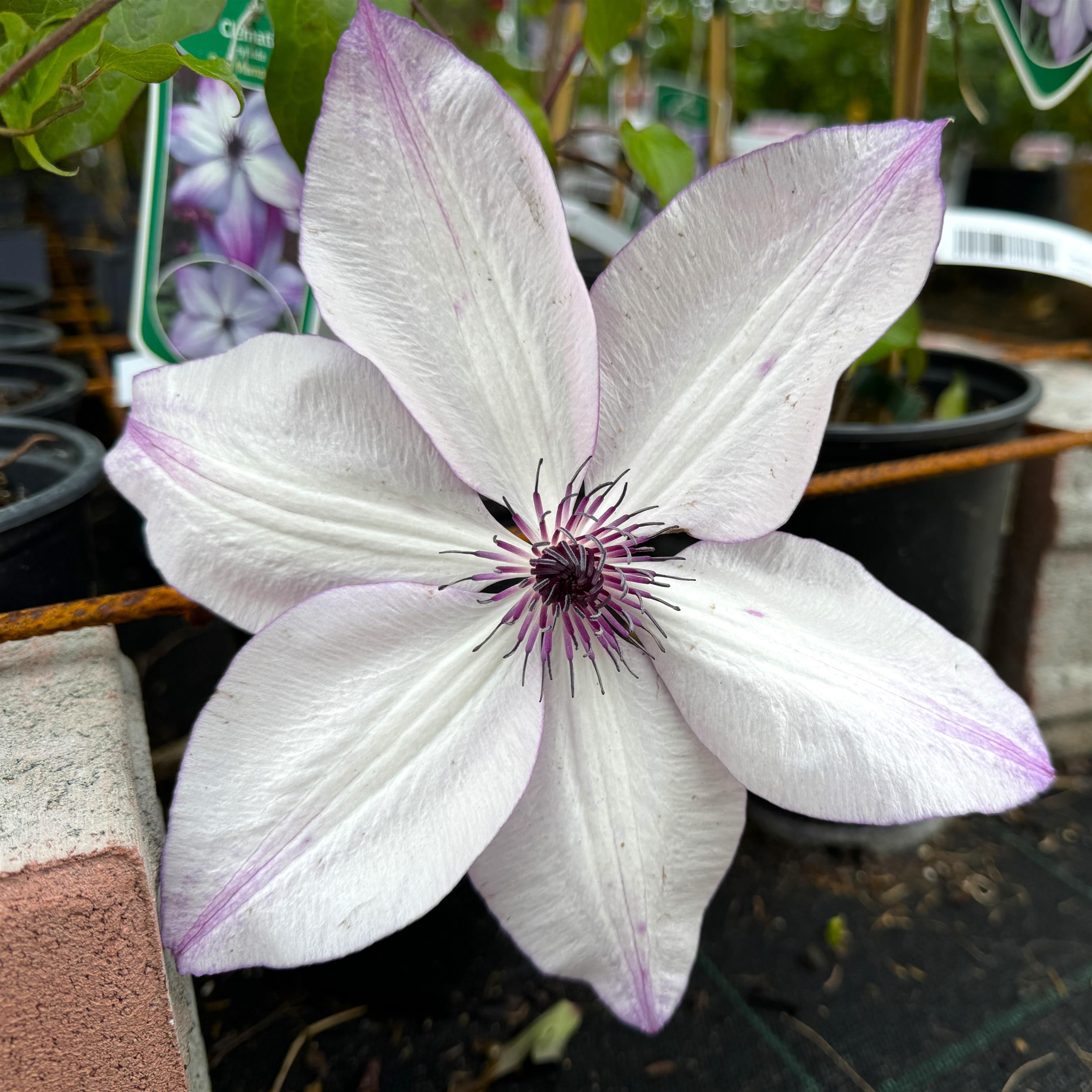 Clematis Fond Memories