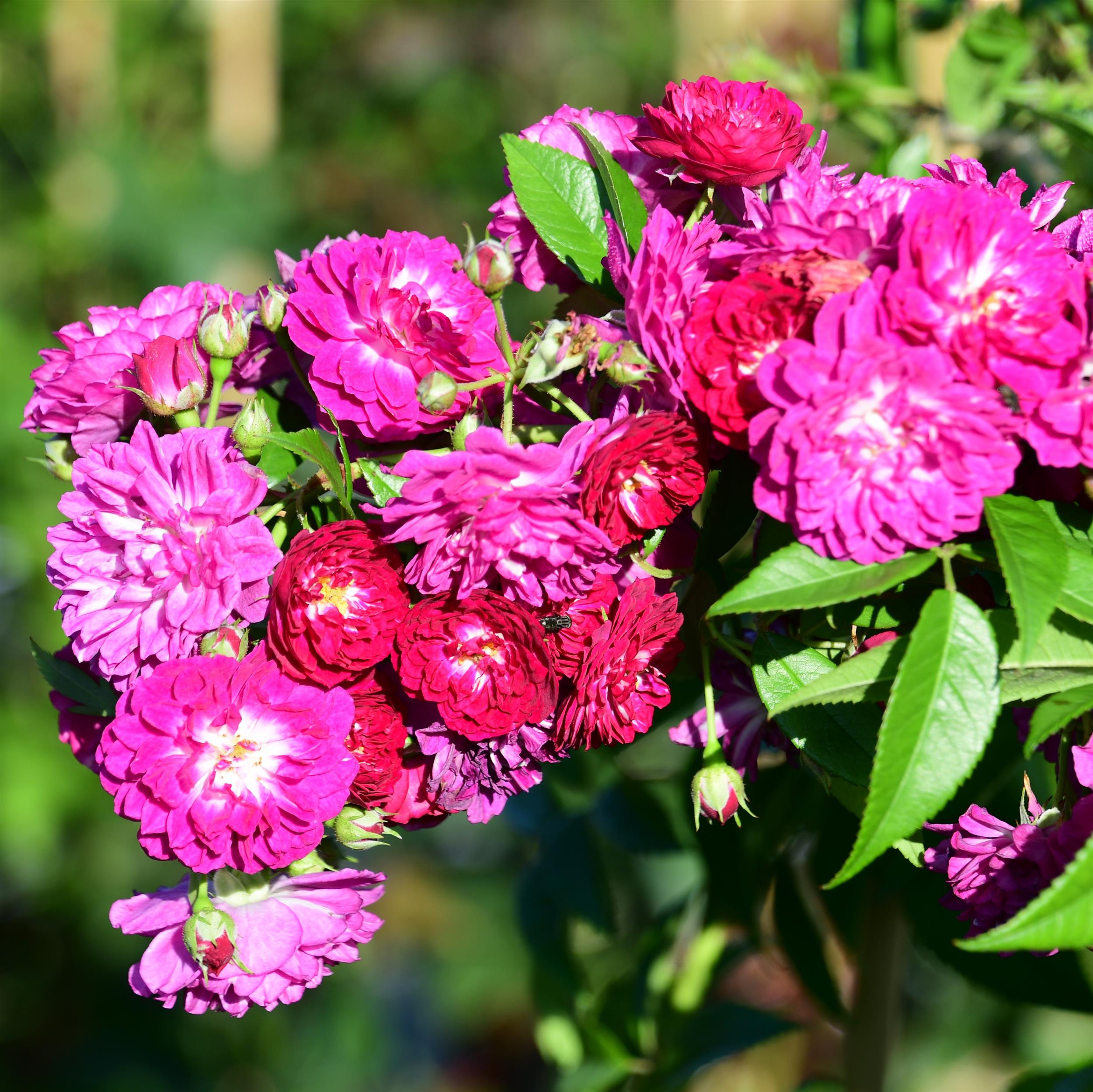 Perennial Blue - Stammrose 110 cm