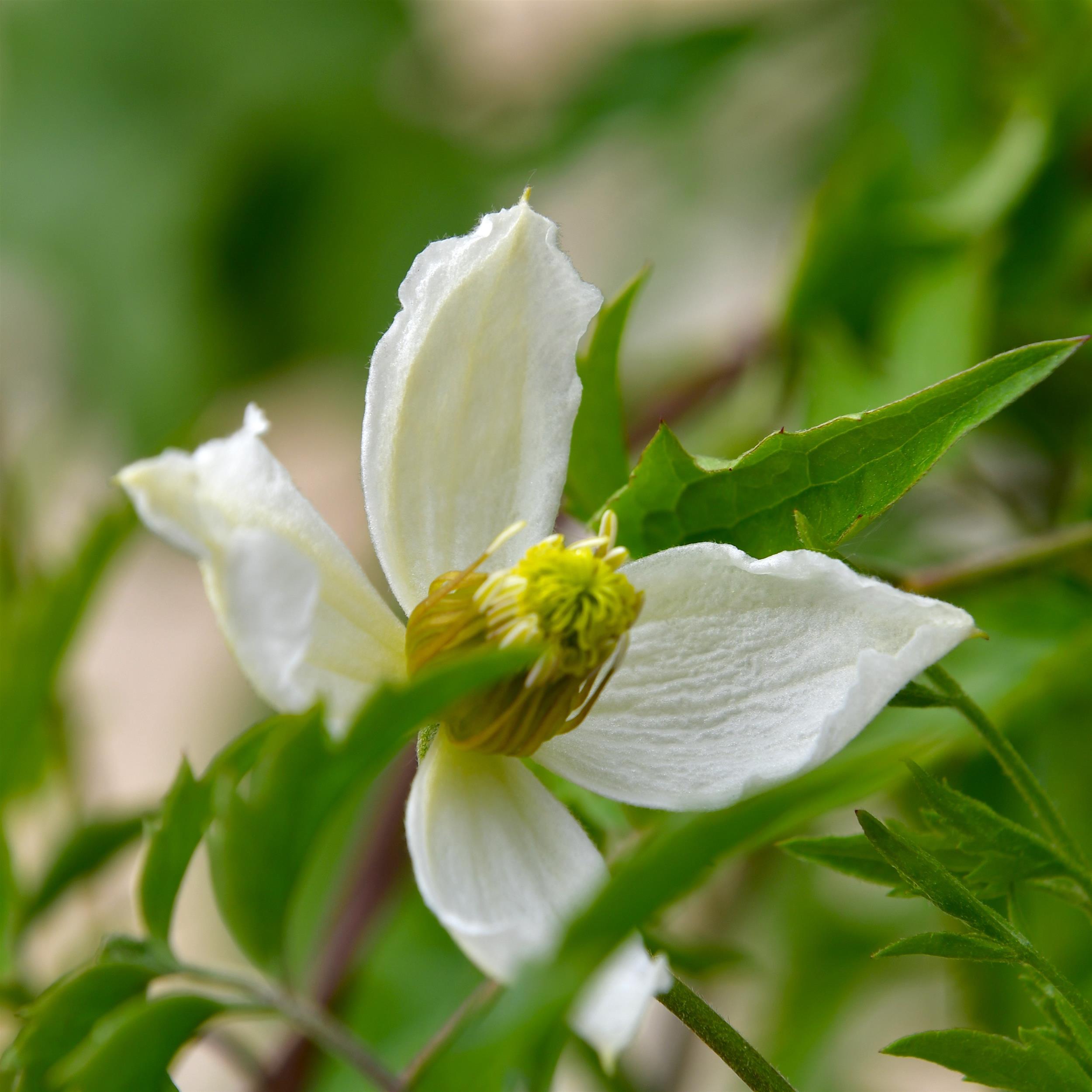 Clematis tangutica 'Anita'