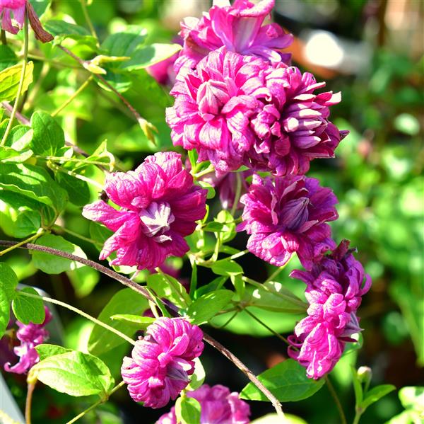 Clematis vitic.Purpurea Plena Elegans