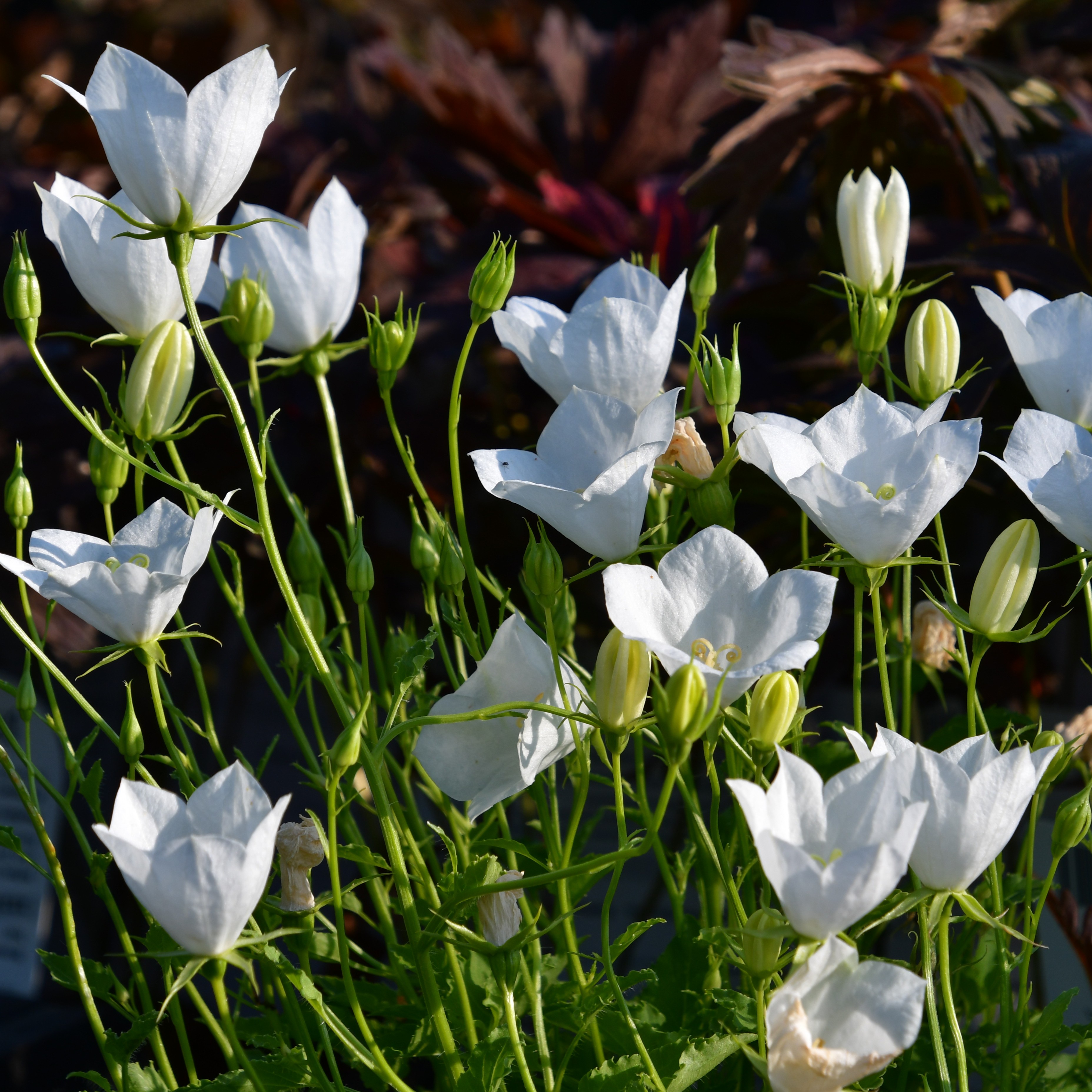 Campanula carpatica Weiße Clips 1L