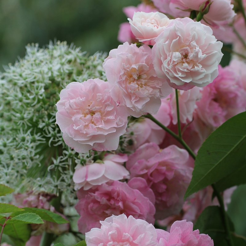 Scarman´s Himalayan Musk