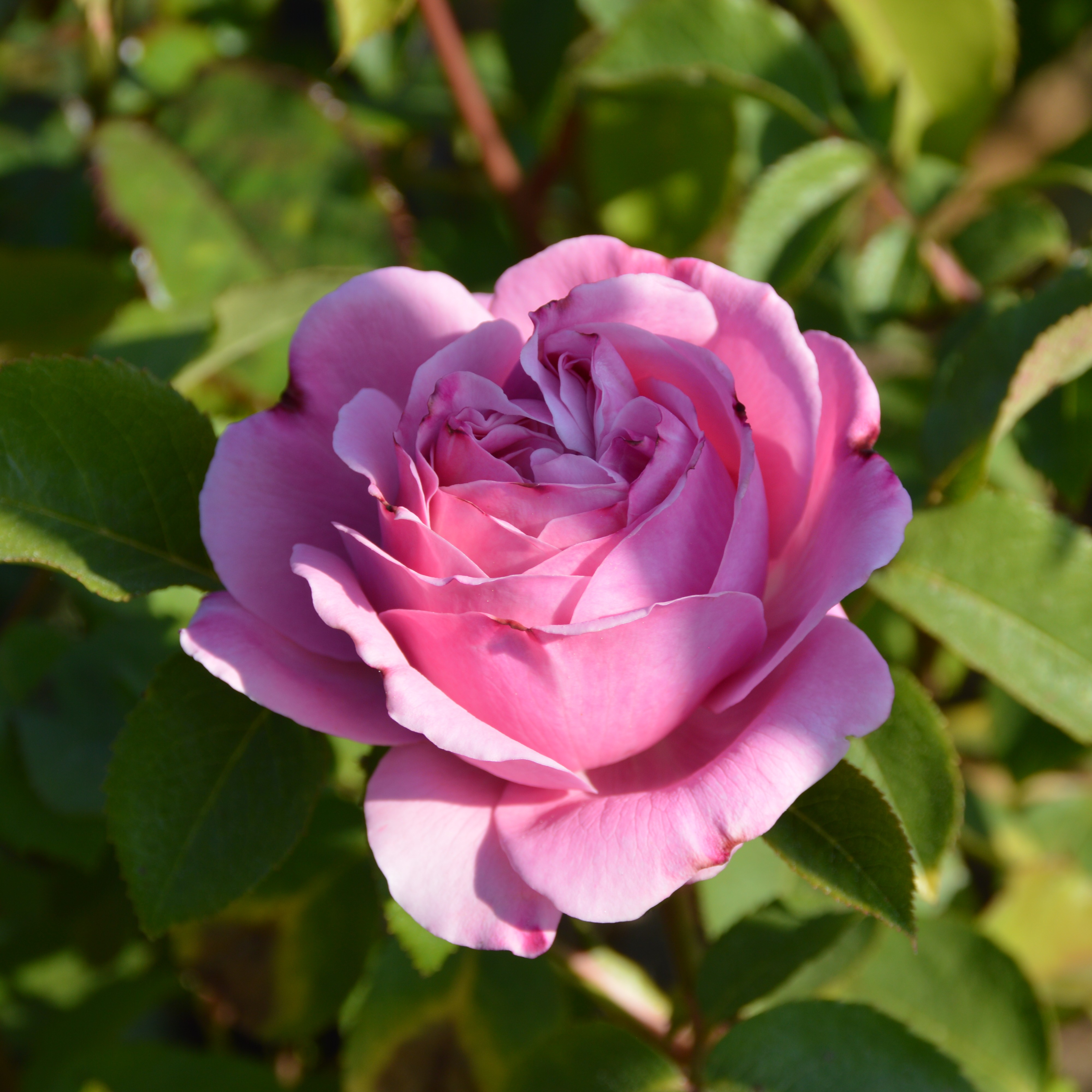 Soeur Emmanuelle/ Dieter Müller