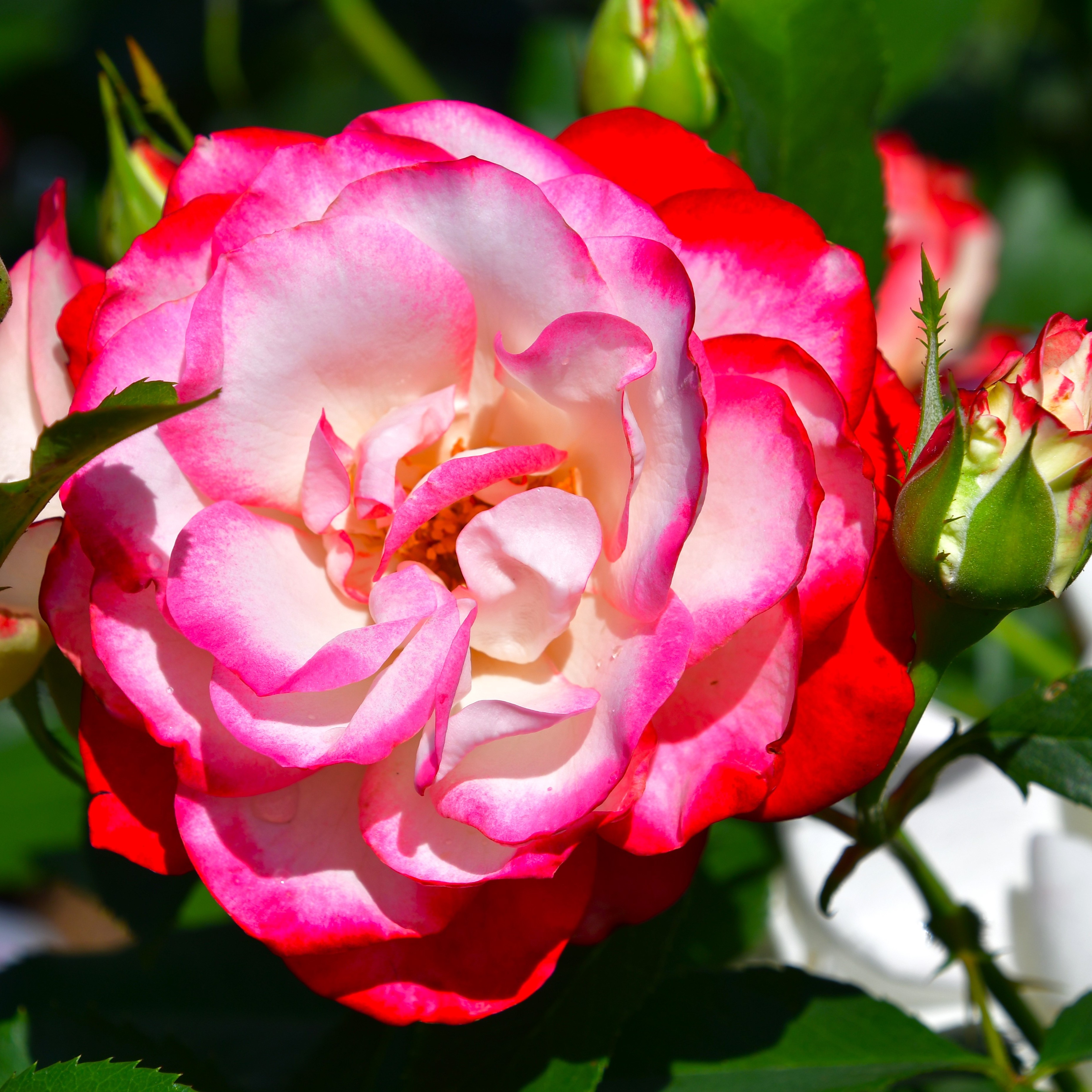 Jubilé de Prince de Monaco
