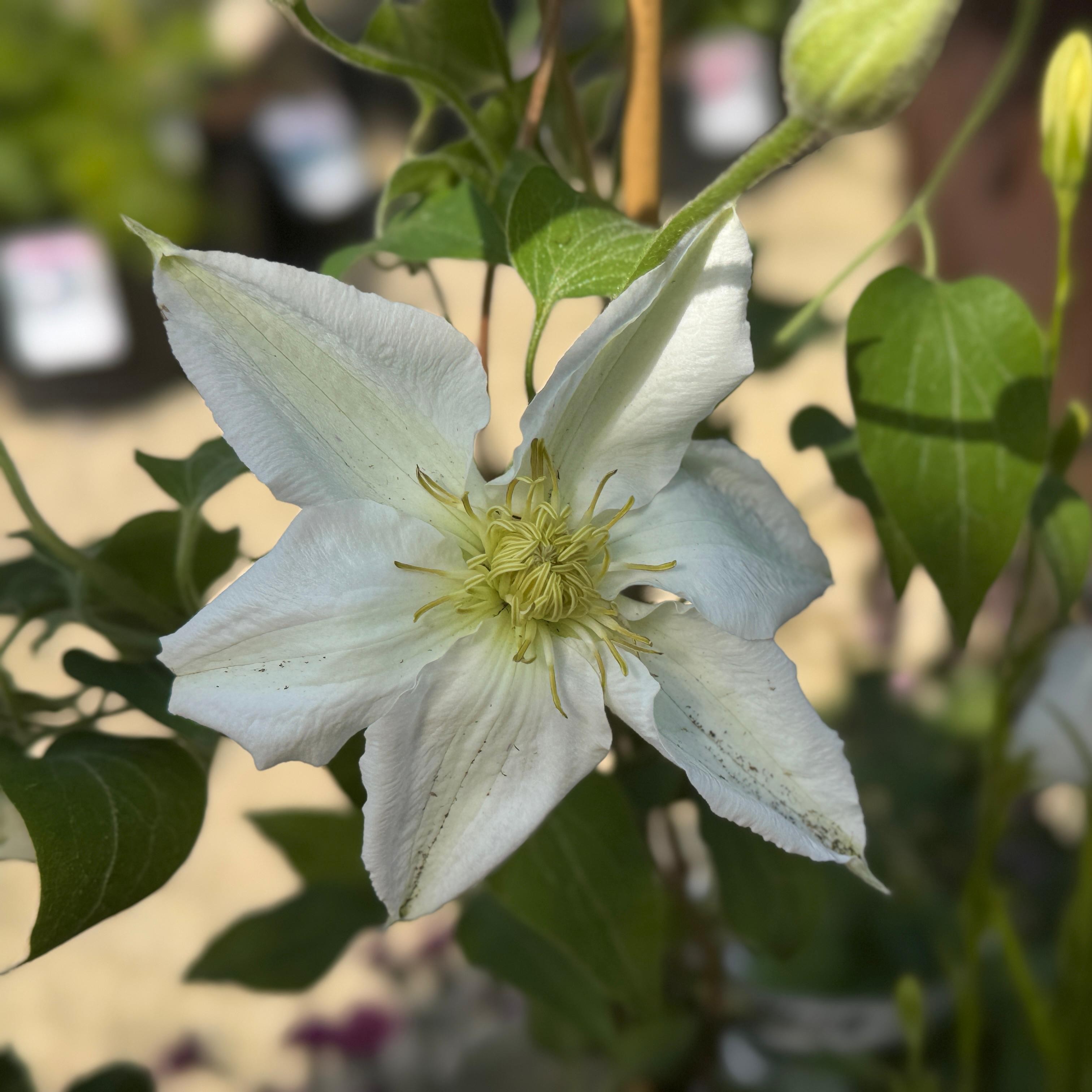 Clematis Hyb. Saalomon