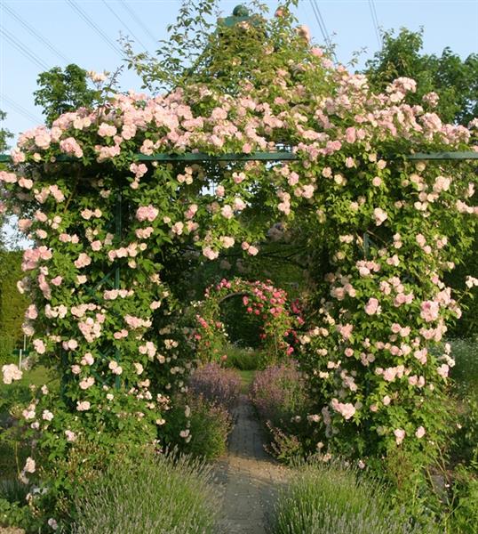 Scarman´s Himalayan Musk