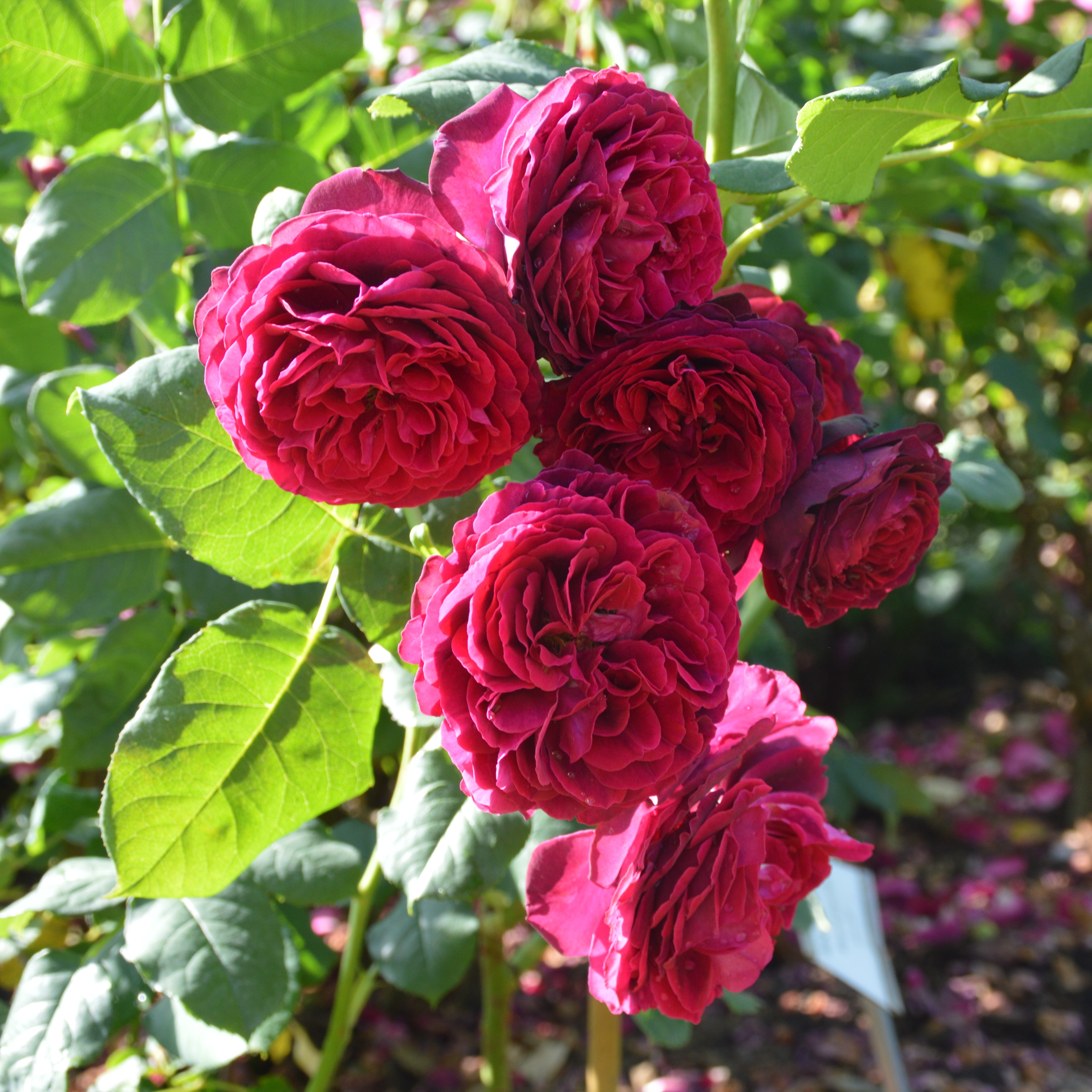 Astrid Gräfin von Hardenberg