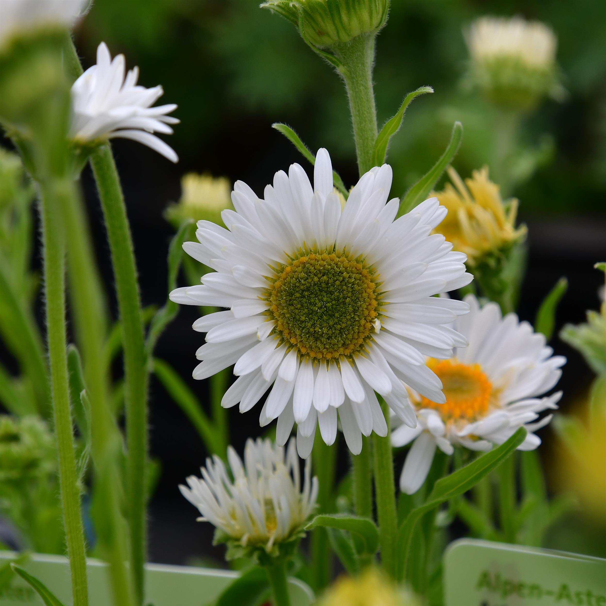 Aster alpinus 'Albus' P1
