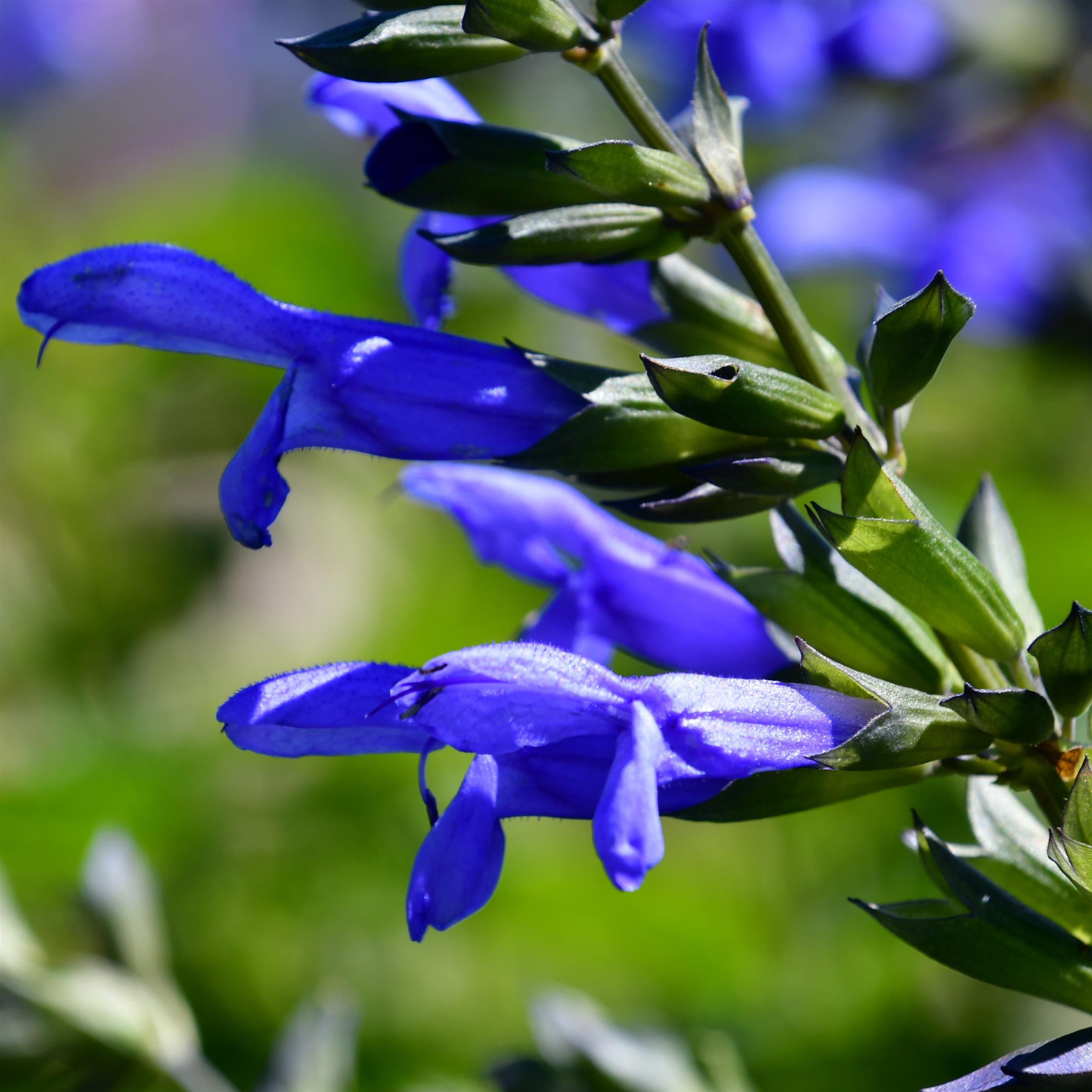 Salvia Salgoon Lake Como 3L