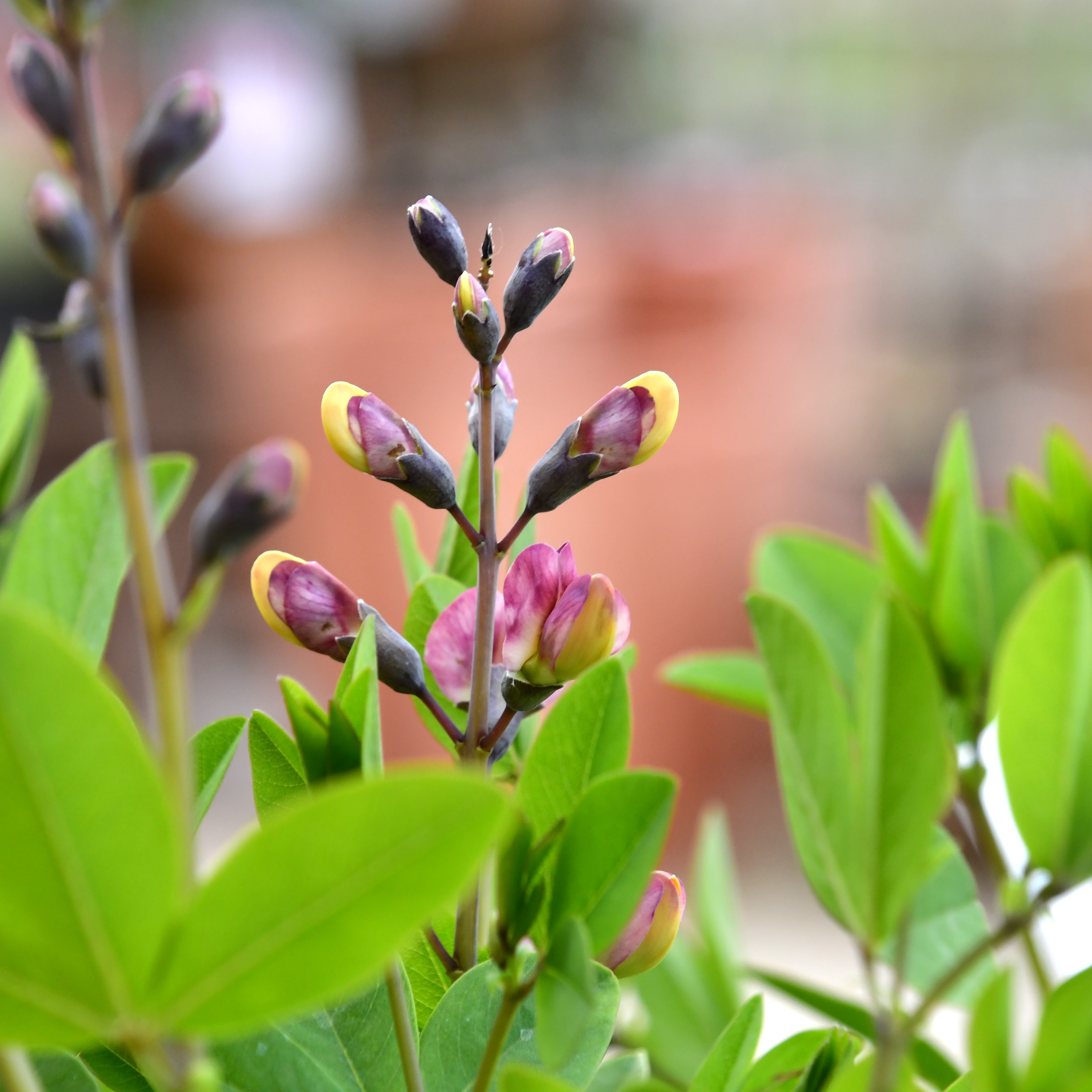 Baptisia x cult.'Pink Truffles' 1L