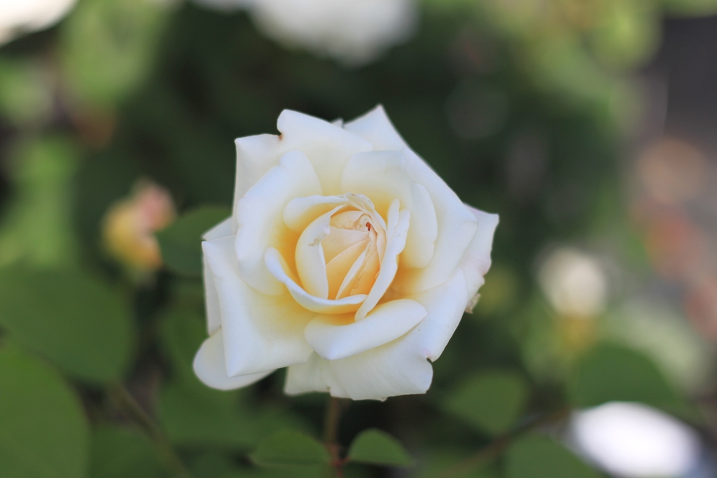 White Gruß an Aachen