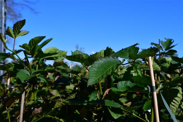 Rubus frut. 'Navaho'/dornenlose Brombeere 2L