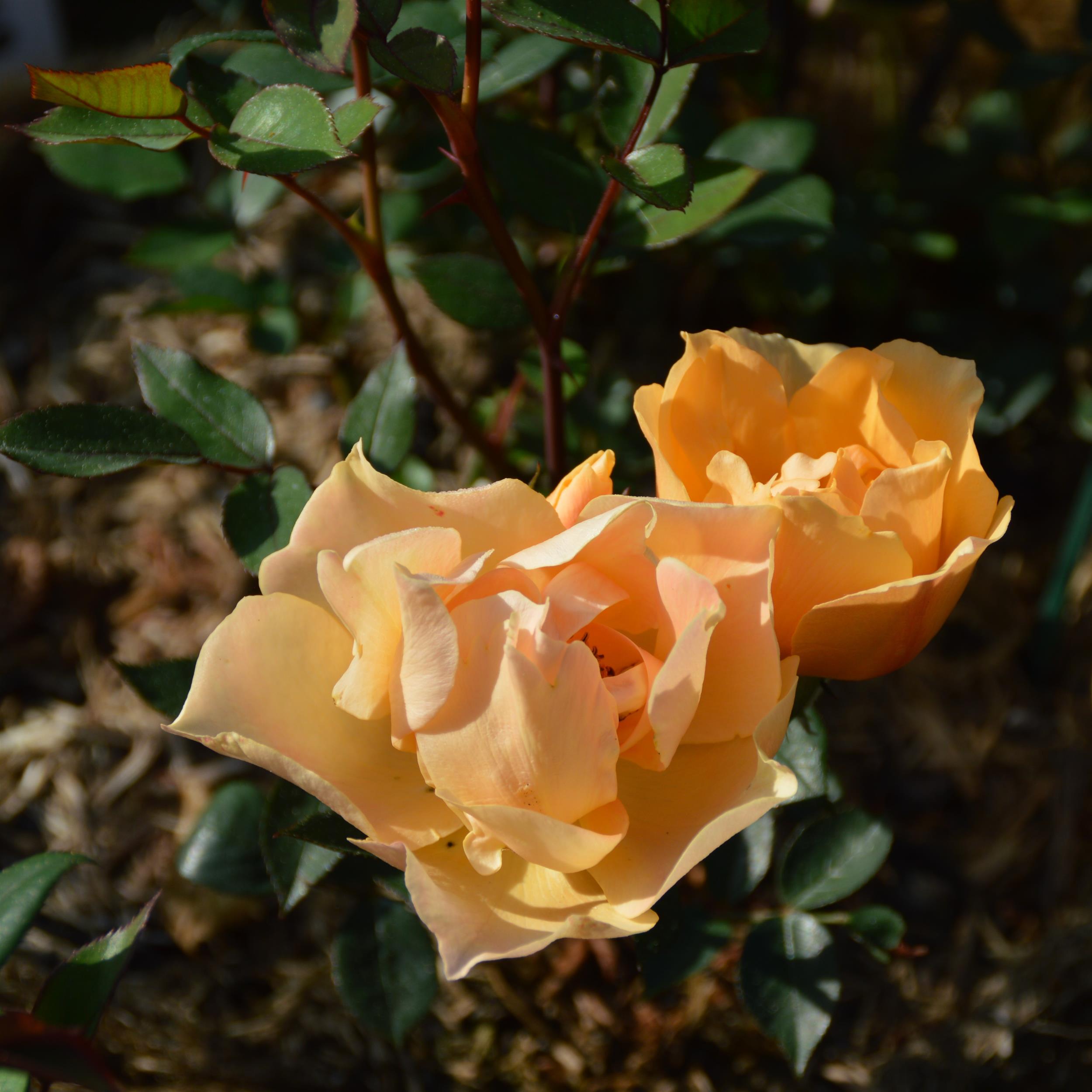 Humphrey`s Rose