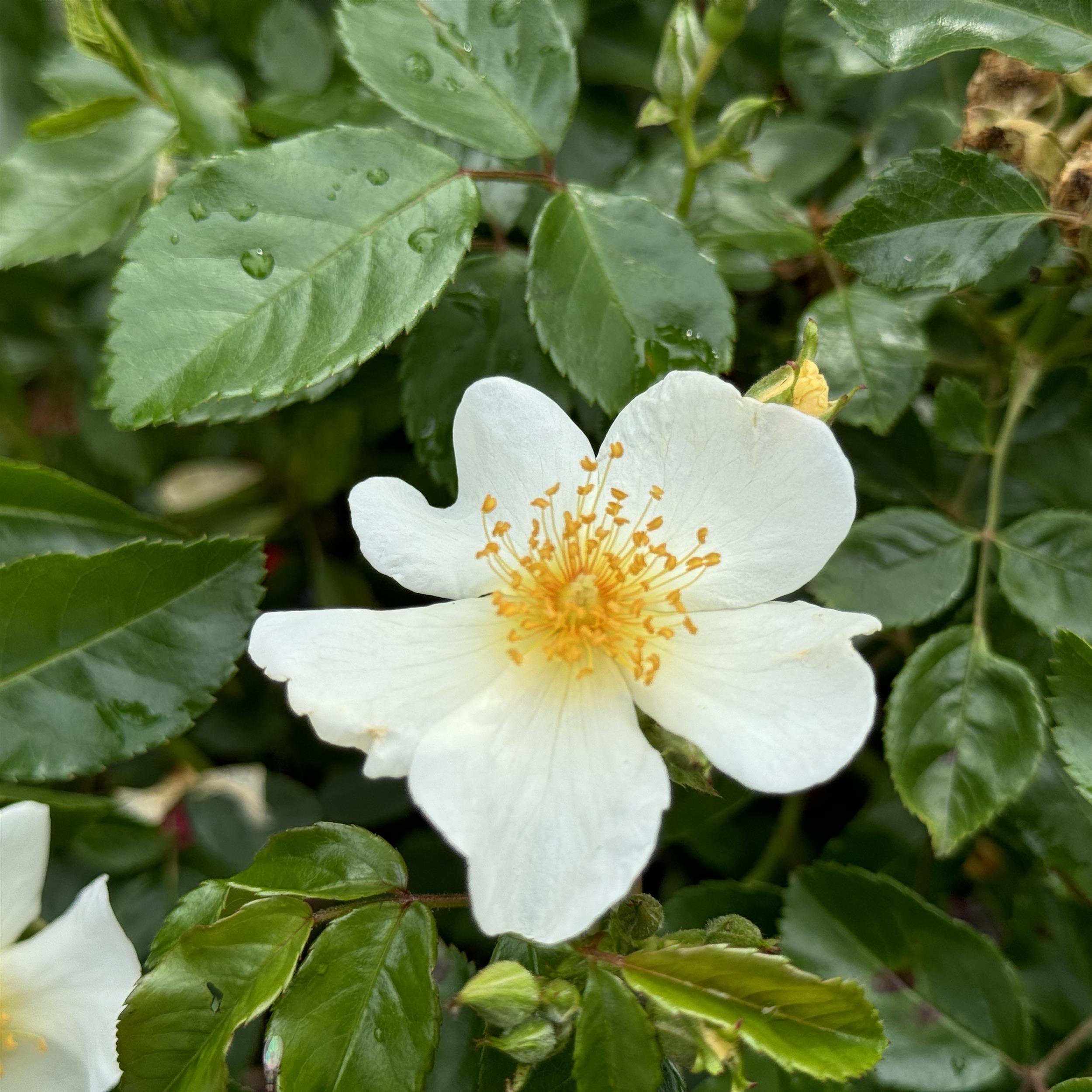 5 x White Wedding im Bio-Container - Hohe Rosenhecke