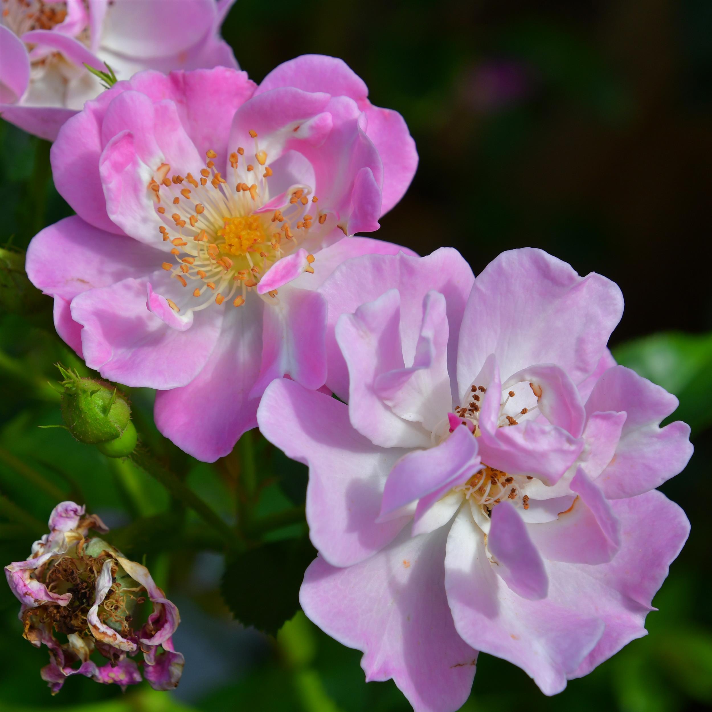 Lakeland Rose