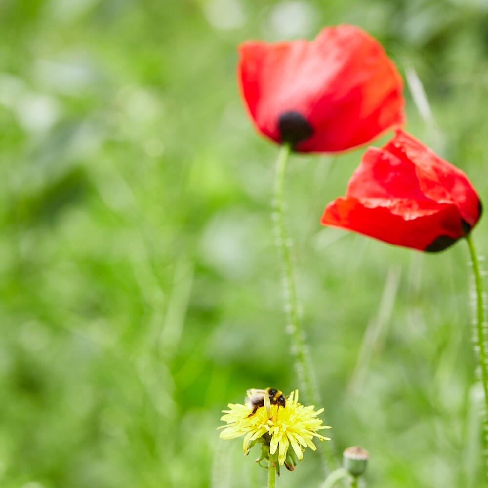 Saatguttütchen Wildblumen "Bienenwohl"