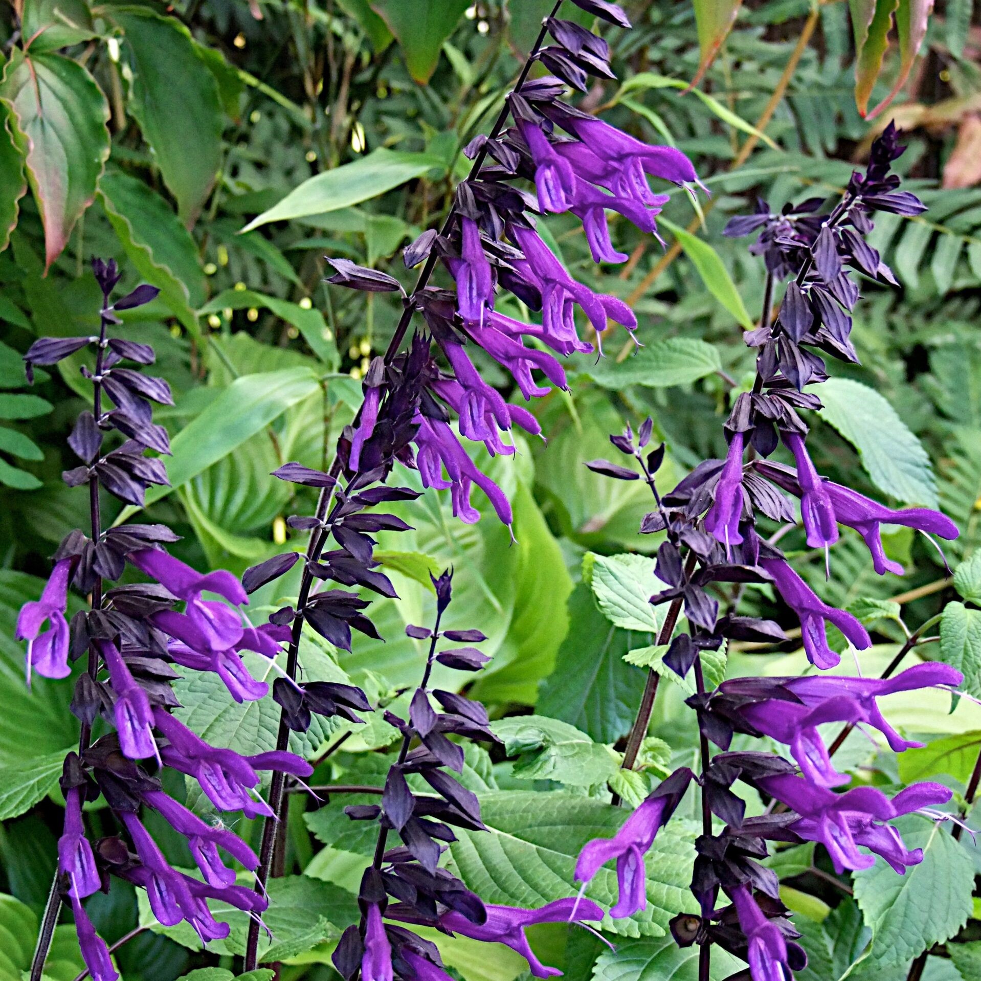 Salvia 'Amistad' 1L