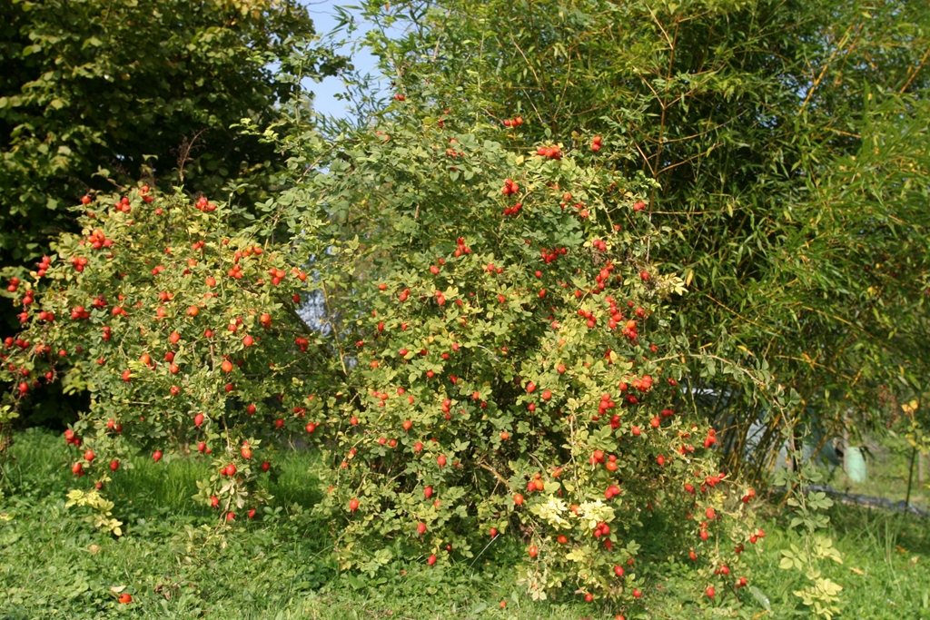 Rosa scarmanii