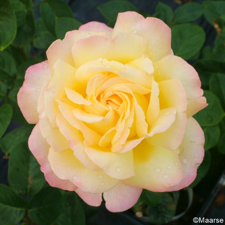Peace / Gloria Dei - Stammrose 90 cm