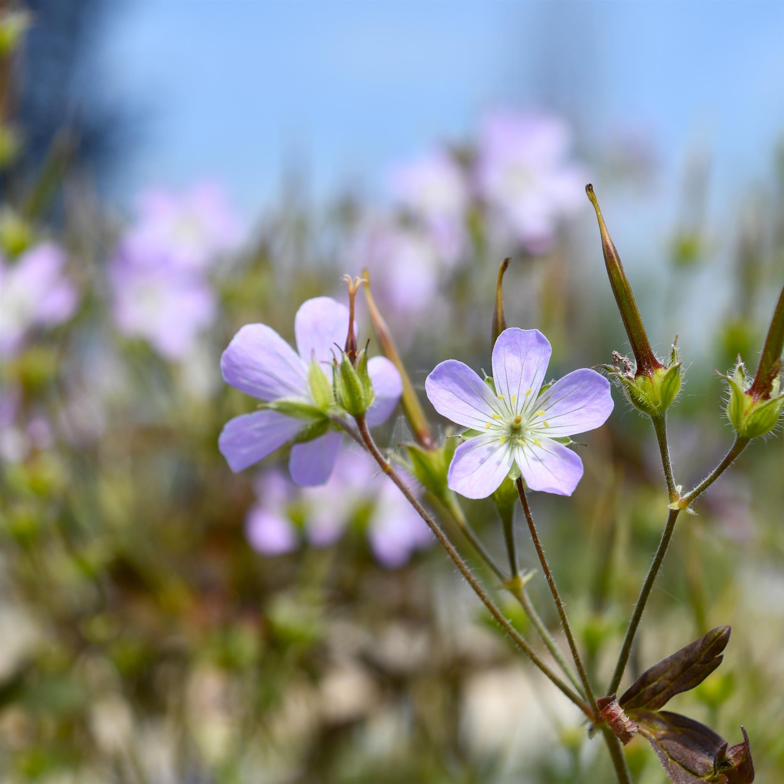 Geranium maculatum 'Espresso'
