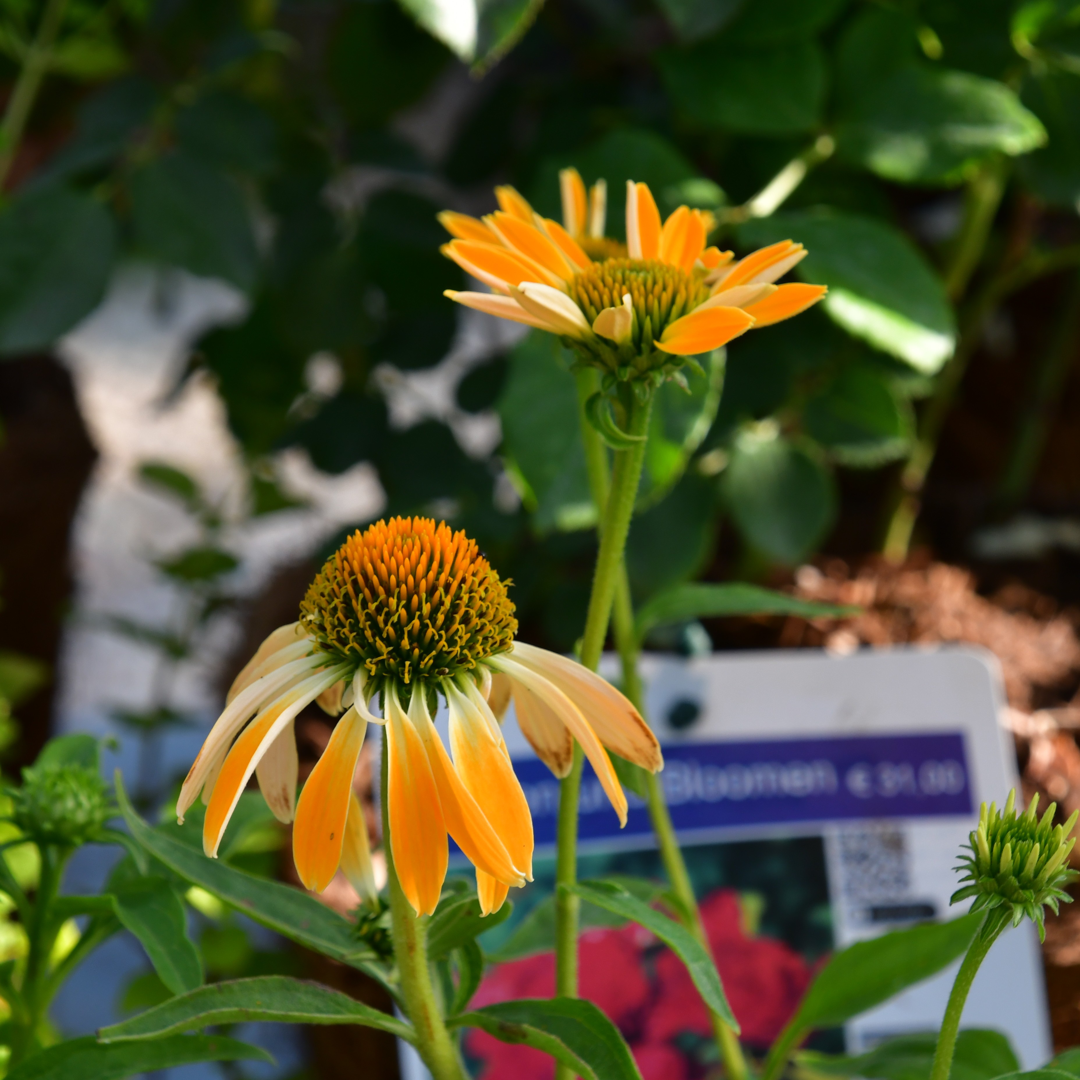 Echinacea purp. 'Skipper Gold' 1L