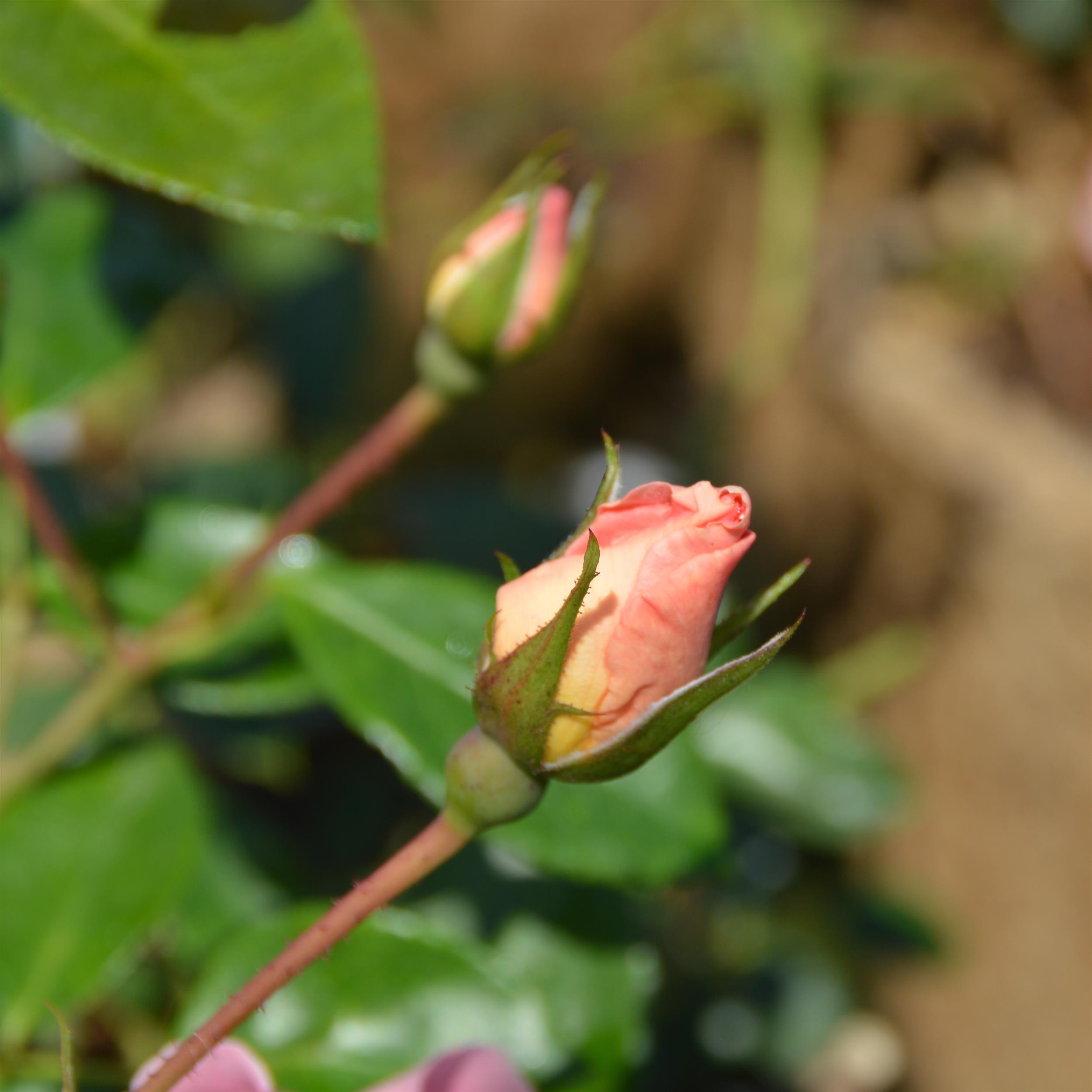 Pretty Pink Pet - Stammrose 90 cm